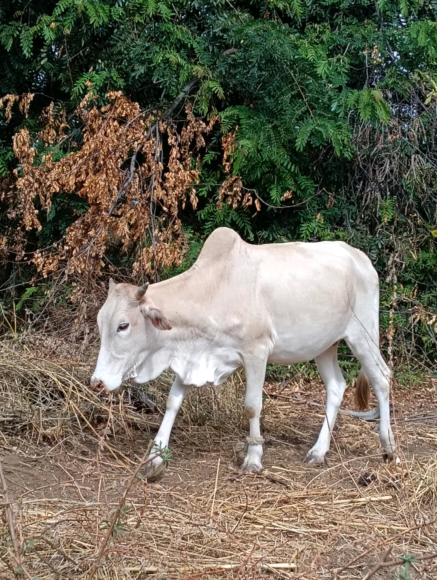 An adult light-colored cow stands in dry, grassy terrain, with its front right leg slightly forward. The cow is facing to the left, with its head lowered. The background consists of dense green foliage and some dried, brown branches. The ground is covered with dry grass and twigs. The image appears to have been taken in a rural or semi-rural outdoor setting, possibly in Mutitu/Kaliku ward, Kenya, given the foliage and dry conditions often found in such areas.