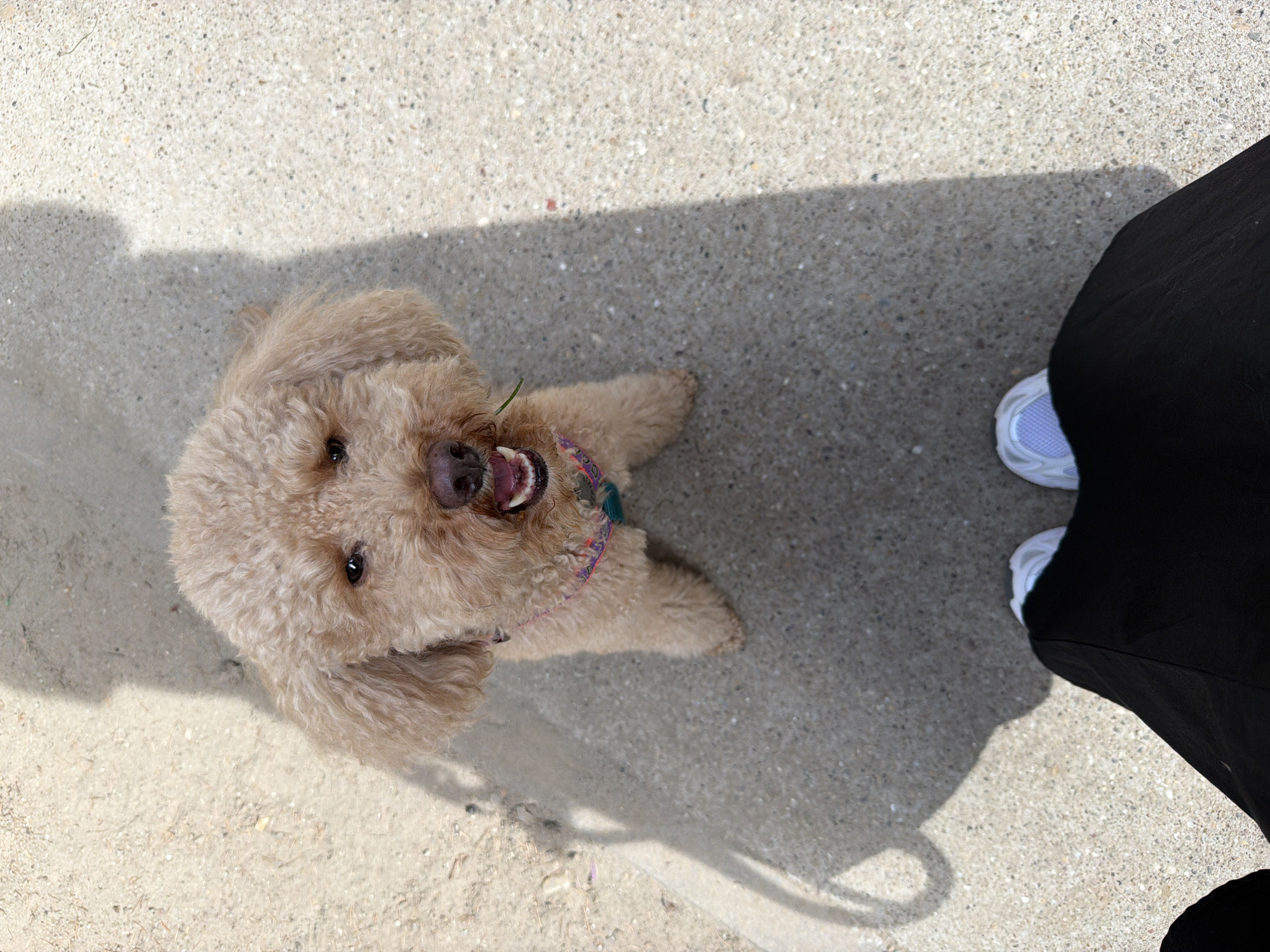 The image depicts a beige poodle dog looking up at the camera. The dog is wearing a patterned collar and has a small piece of grass in its mouth. To the right of the dog is a person wearing black pants and white sneakers with blue accents. The scene takes place outdoors on a concrete surface with patches of sand. Shadows are visible. The exact location in Belgrade, Serbia, cannot be determined from this image.