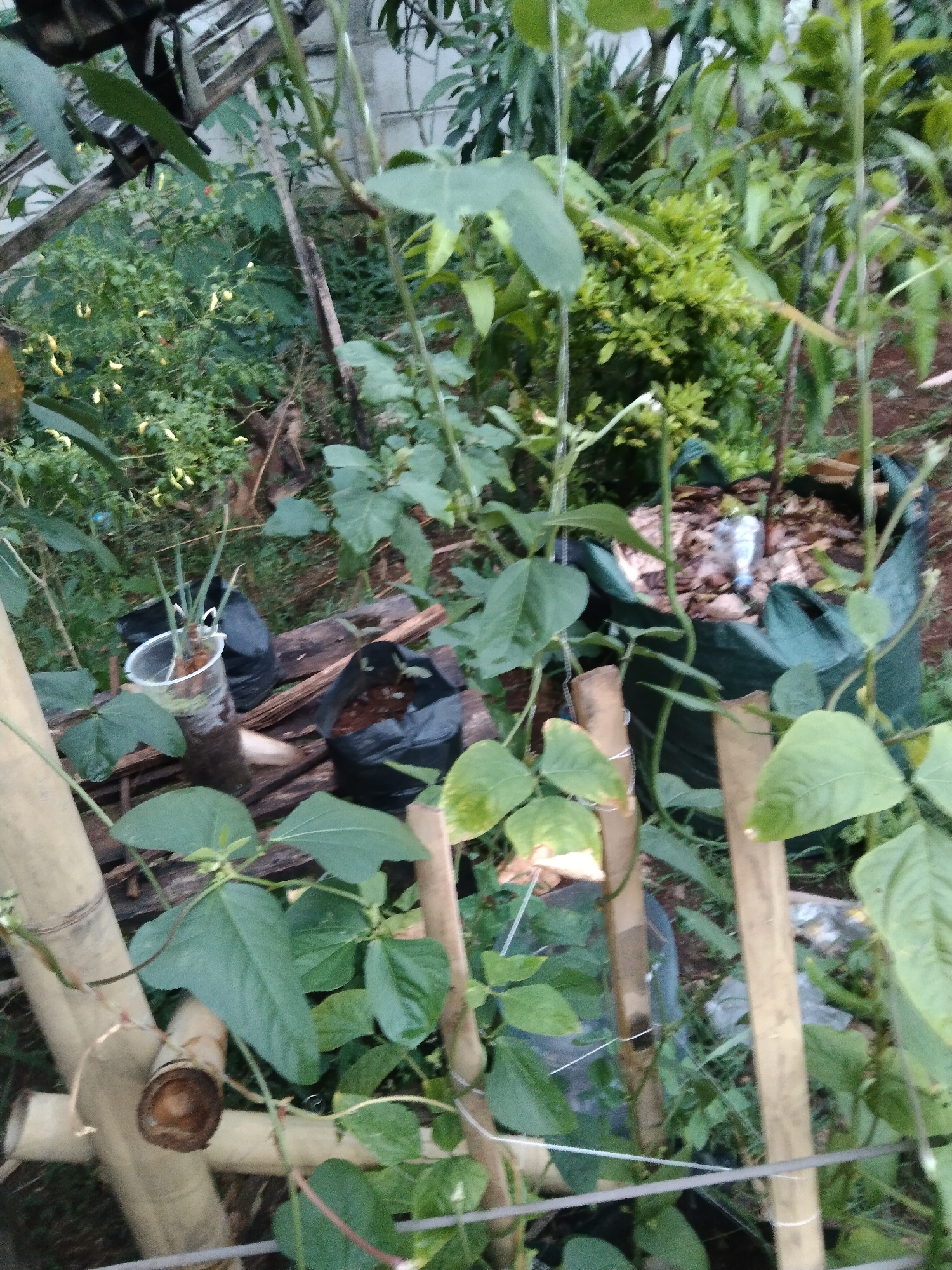 The image shows an outdoor garden scene in Ciseeng, Indonesia, with a variety of plants and gardening materials. In the foreground, there are several bamboo poles, some of which are bound together with wire and string, acting as support structures for climbing plants. Large green leaves are prominent in the foreground.
Behind the bamboo, there are several black plastic planting bags, one of which contains soil and what appears to be a seedling. Another plastic bag holds a clear cup with young green onions growing in water. Further back, a larger green planting bag is visible, filled with organic matter such as leaves and twigs. To the left of the black planting bags, a dense bush with small yellow fruits and green leaves is present. The background consists of more greenery, including larger leafy plants and trees, and a wall with a lattice pattern. The ground is covered with dirt and some fallen leaves. The scene suggests a home garden or a small-scale horticultural operation.
