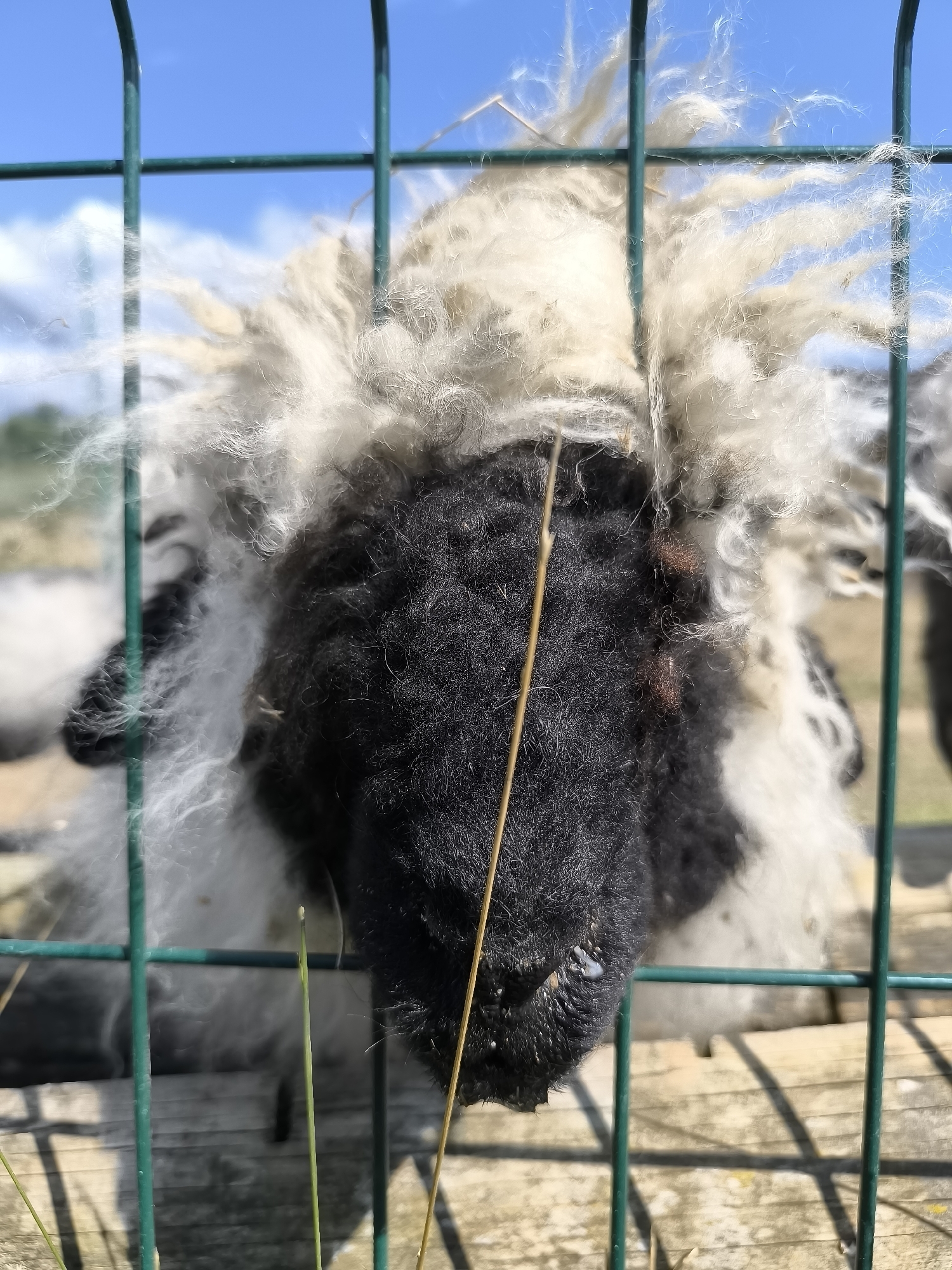 The image shows a close-up, low-angle shot of a sheep's face viewed through a green metal fence. The sheep has black fur on its face and neck, transitioning to white, shaggy wool on its head and body. Its wool is somewhat disheveled, with strands sticking out. A dry blade of grass or straw hangs in front of the sheep's face, partially obscuring it. The background is a bright blue sky with some white clouds, and blurred green foliage and wooden planks are visible below the fence. The scene is outdoors, suggesting a farm or an enclosure for animals, possibly in or near Dabnitsa, Bulgaria. The lighting indicates it is daytime with bright sunlight.