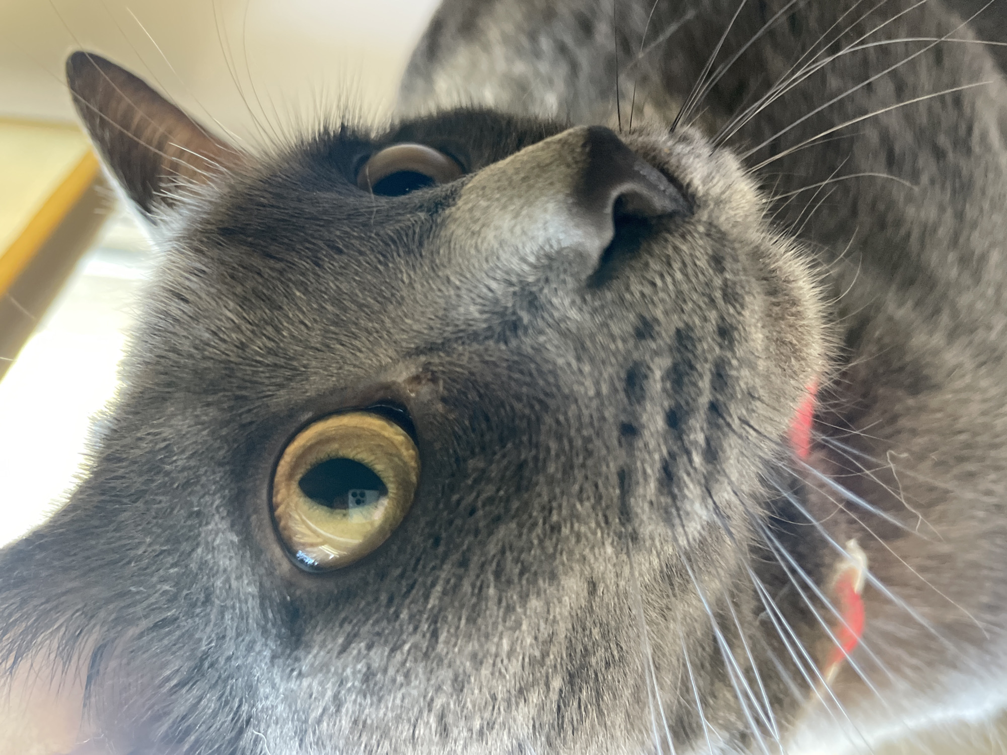 A close-up, profile view of a grey cat's face, with its left eye prominently featured. The cat has large, golden-yellow eyes with black pupils. Its fur is short and dense, with subtle grey markings around its nose and cheeks. The cat is wearing a thin, red collar. The background is softly blurred, suggesting an indoor setting with warm, natural light. There is no indication of the city of Sochi, Russia.