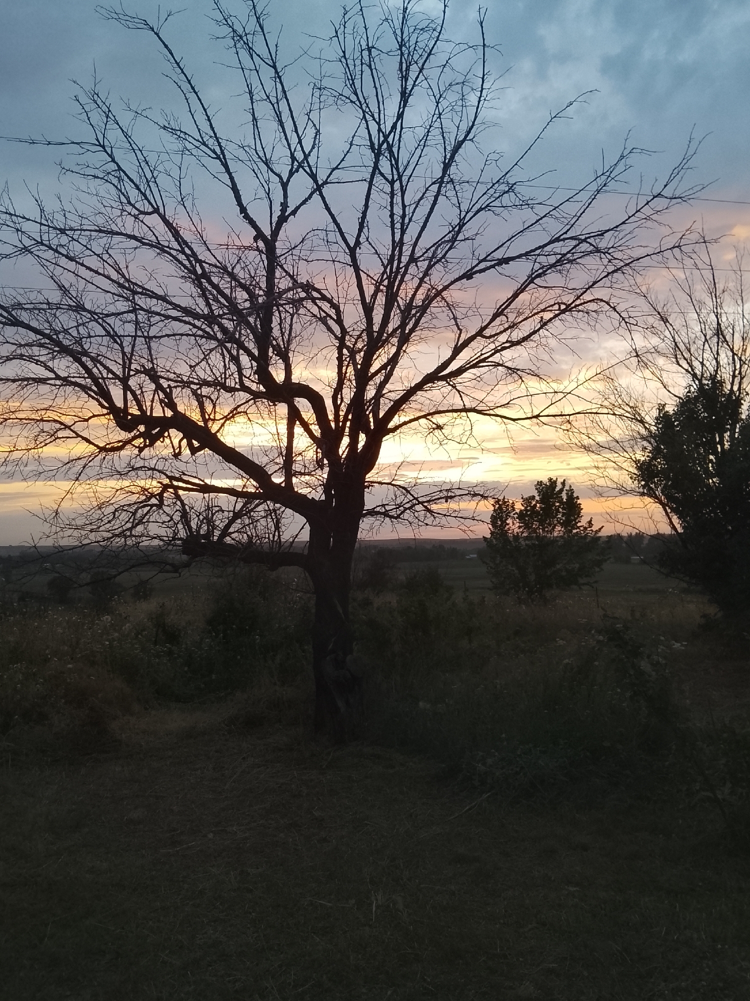 A lone, leafless tree stands silhouetted against a twilight sky, its branches reaching out like dark veins. The sky is a gradient of soft blues and pale oranges, suggesting the last moments of sunset. The tree is in the foreground, with a field of tall grass and scattered wildflowers stretching out behind it. In the distance, a treeline and a hint of a rolling landscape are visible. The overall atmosphere is serene and slightly melancholic.