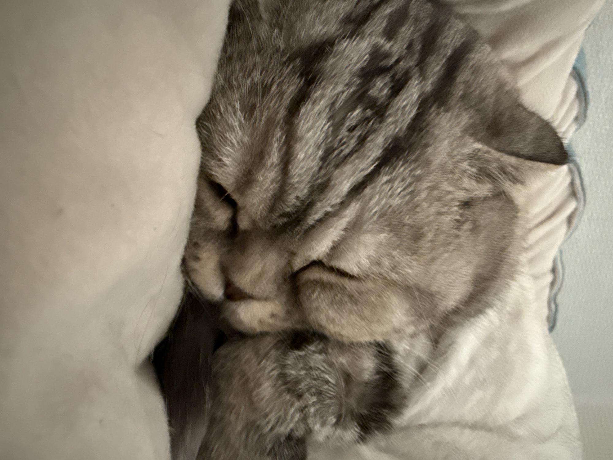 A close-up, high-angle shot captures a tabby cat nestled comfortably in light-colored bedding. The cat, predominantly grey with distinct darker stripes on its fur, appears to be sleeping or resting, with its eyes gently closed. Its head is turned slightly to the right, and its face is visible, showing a peaceful expression. The left side of the cat's body is snuggled against and partially obscured by a fluffy, off-white or cream-colored pillow or blanket. Another soft, light-colored fabric is visible behind and to the right of the cat, suggesting it is surrounded by comfortable bedding. The lighting is soft and even, indicating an indoor setting, likely a cozy spot like a bed or sofa. No specific time of day or location cues are explicitly visible beyond the indoor setting. There is no visible text in the image.