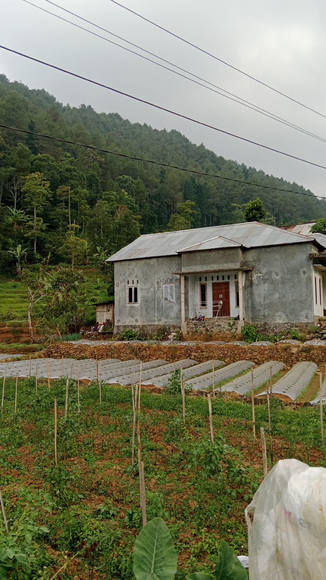 In Gunungsari, Indonesia, a rural scene unfolds with a modest concrete house as the central subject, its gray walls weathered and marked with circular imprints. A corrugated metal roof caps the structure. The house has a small porch supported by columns and features two brown double doors and two windows, one of which is partially obscured by white curtains. To the left of the main house is a smaller, shed-like structure.
In front of the house, terraced fields are covered with white plastic sheeting, indicating agricultural activity. Wooden stakes are planted in rows across these fields. Below the terraced fields, more ground-level cultivation is visible with green plants growing amidst reddish-brown soil. In the foreground, large green leaves of an unknown plant are prominent, and a large white plastic tarp is partially visible on the right.
The backdrop of the scene is dominated by a lush, green hillside covered in dense pine trees. The sky above is overcast and pale gray. Several power lines stretch across the sky, partially obscuring the view of the distant hill. The overall impression is one of a simple, working agricultural community nestled in a hilly, natural environment.