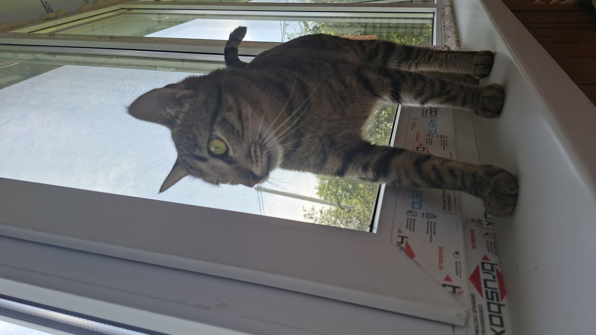 A tabby cat stands on a white windowsill, looking to the left. The cat is facing away from the camera and has green eyes. The background shows a window with a screen, and trees are visible outside. The windowsill has some text and logos printed on it. The scene appears to be indoors, likely in a residential setting.