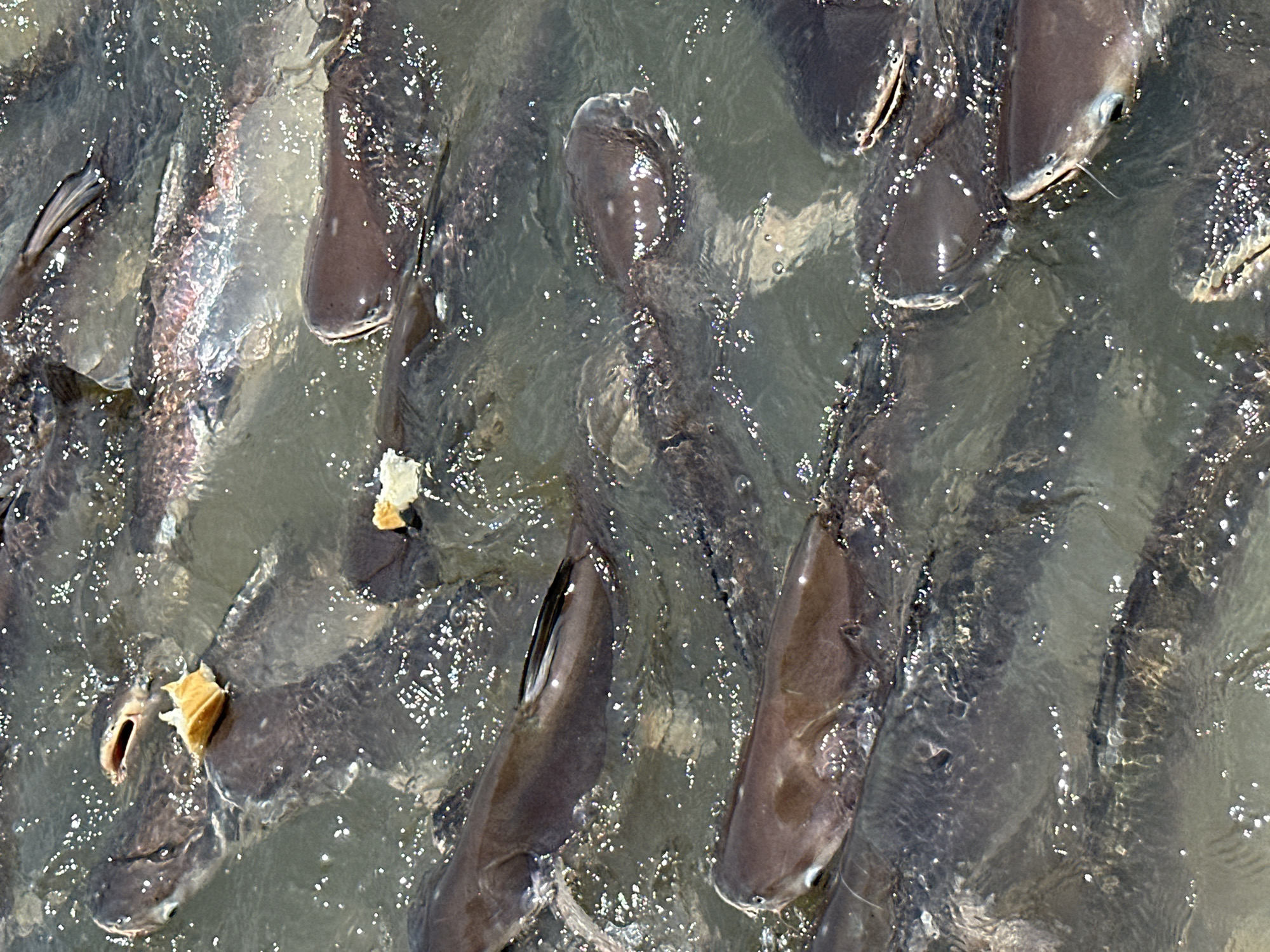 The image shows a group of Pangasius catfish in murky water, likely in the city of Bang Kruai Town Municipality, Thailand, given the prompt's context. Many fish are visible, with some displaying their heads above the surface. Small pieces of bread or food are floating among the fish, indicating that they are being fed. The water is not clear, making it difficult to see the bodies of the fish clearly beneath the surface. Ripples and reflections suggest movement and activity in the water.