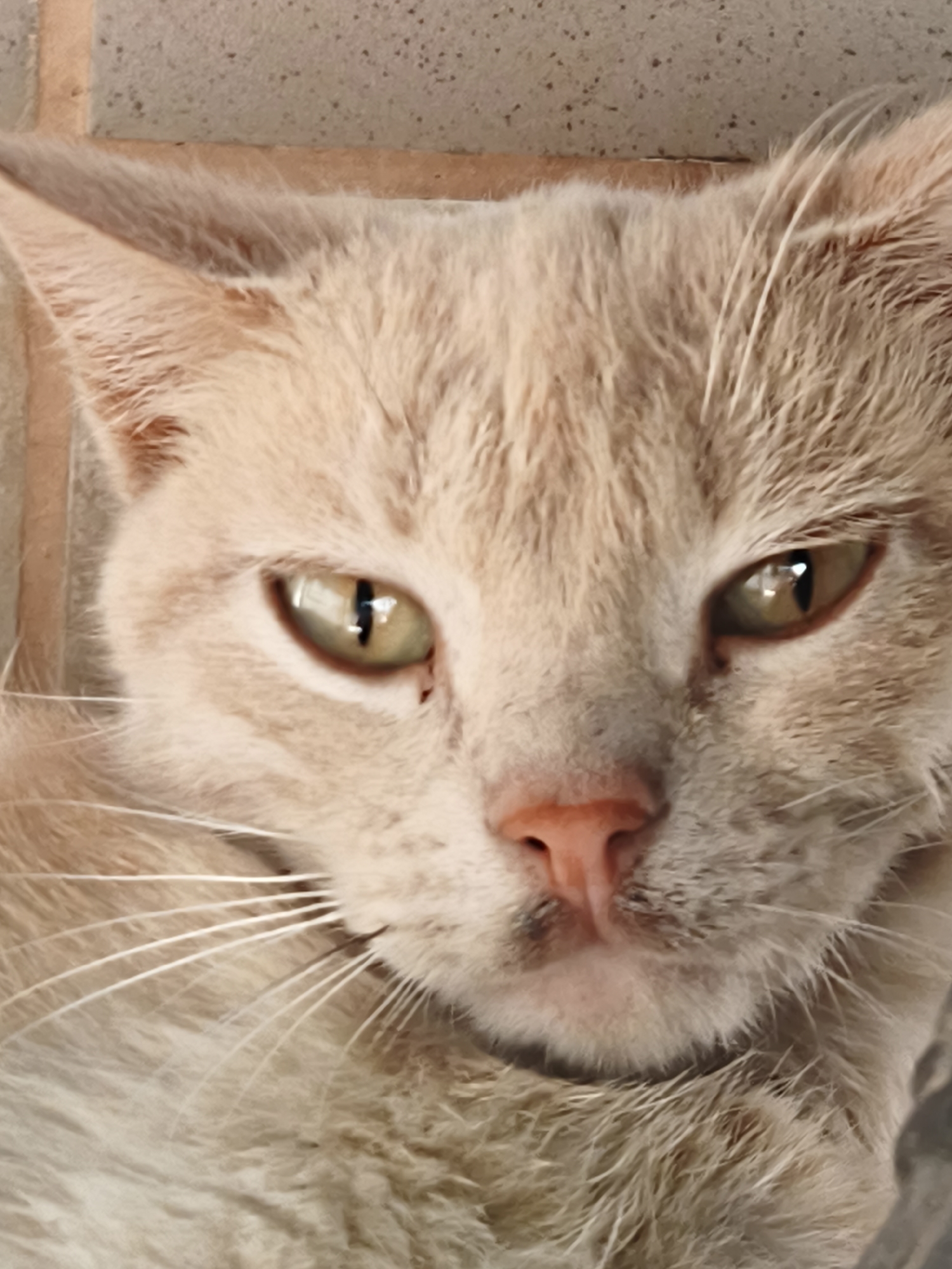 A close-up, headshot portrait depicts a domestic cat with light cream-colored fur, facing directly towards the viewer. The cat possesses greenish-yellow eyes with distinct vertical pupils, reflecting an off-camera light source. Its nose is pink and appears slightly moist. Numerous long, white whiskers extend horizontally from both sides of its muzzle. The top portions of its ears are visible, blending with the fur color. The background consists of a light grey, speckled, or textured surface, consistent with concrete or large-format tiles, separated by a thin, horizontal brownish-orange line just below the cat's head. The cat is situated in Терновский округ, Ukraine. No human presence or specific actions are discernible beyond the cat's direct gaze.