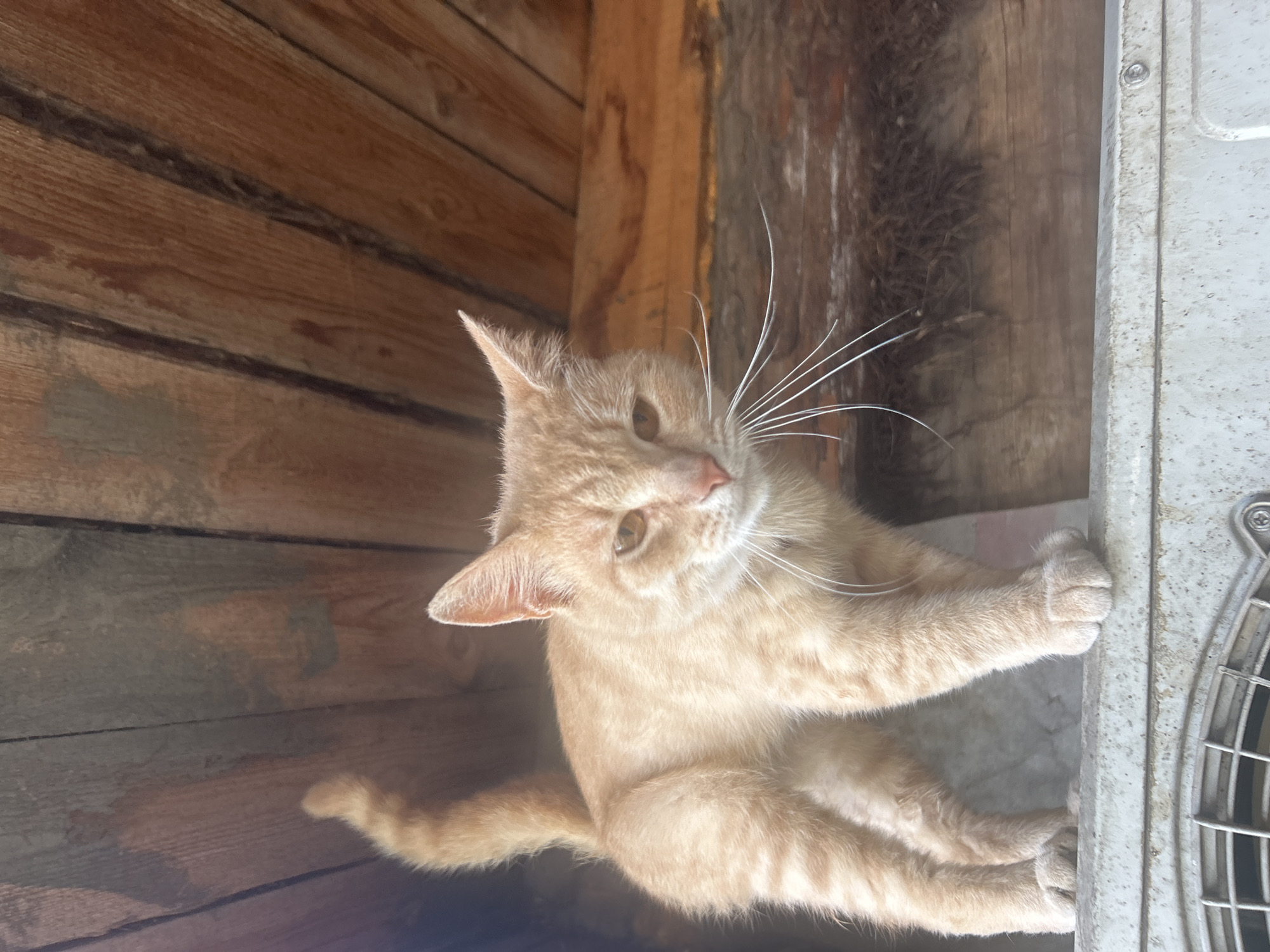 An orange tabby cat stands on a white, weathered surface that appears to be part of an air conditioning unit. The cat is positioned to the left of the frame, facing towards the right with its head slightly tilted downwards. Its fur is a warm ginger color with faint stripes. The cat's whiskers are long and prominent. Behind the cat, a rustic wooden wall or ceiling is visible, constructed from rough-hewn planks. The lighting suggests it is daytime, with natural light illuminating the scene from above and to the right. The overall environment appears to be outdoors, possibly in a rural or semi-rural setting, consistent with a location like Ignatovo, Russia.