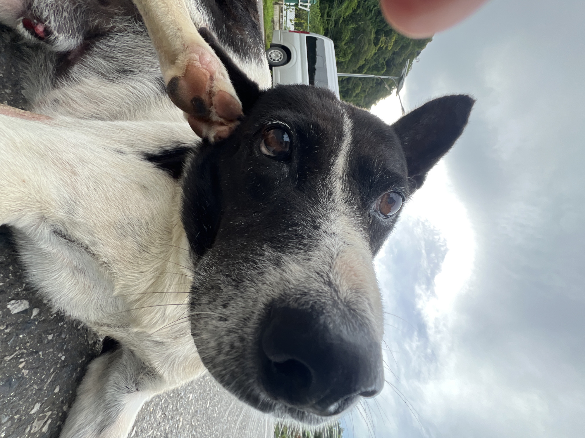 An extreme close-up, low-angle outdoor shot captures a black and white dog lying on asphalt. The dog is positioned in the foreground, with its head filling most of the frame. Its snout is prominent and slightly out of focus, while its eyes are clearly visible, looking upwards. One of the dog's front paws is raised and resting near its head. The background shows a cloudy sky, a lush green hillside, a street light, and a silver van parked on the side of the road. The overall impression is a candid snapshot of the dog in a natural environment, likely in Tambon Wang Prachan, Thailand, given the context of the surrounding vegetation and the style of the van.