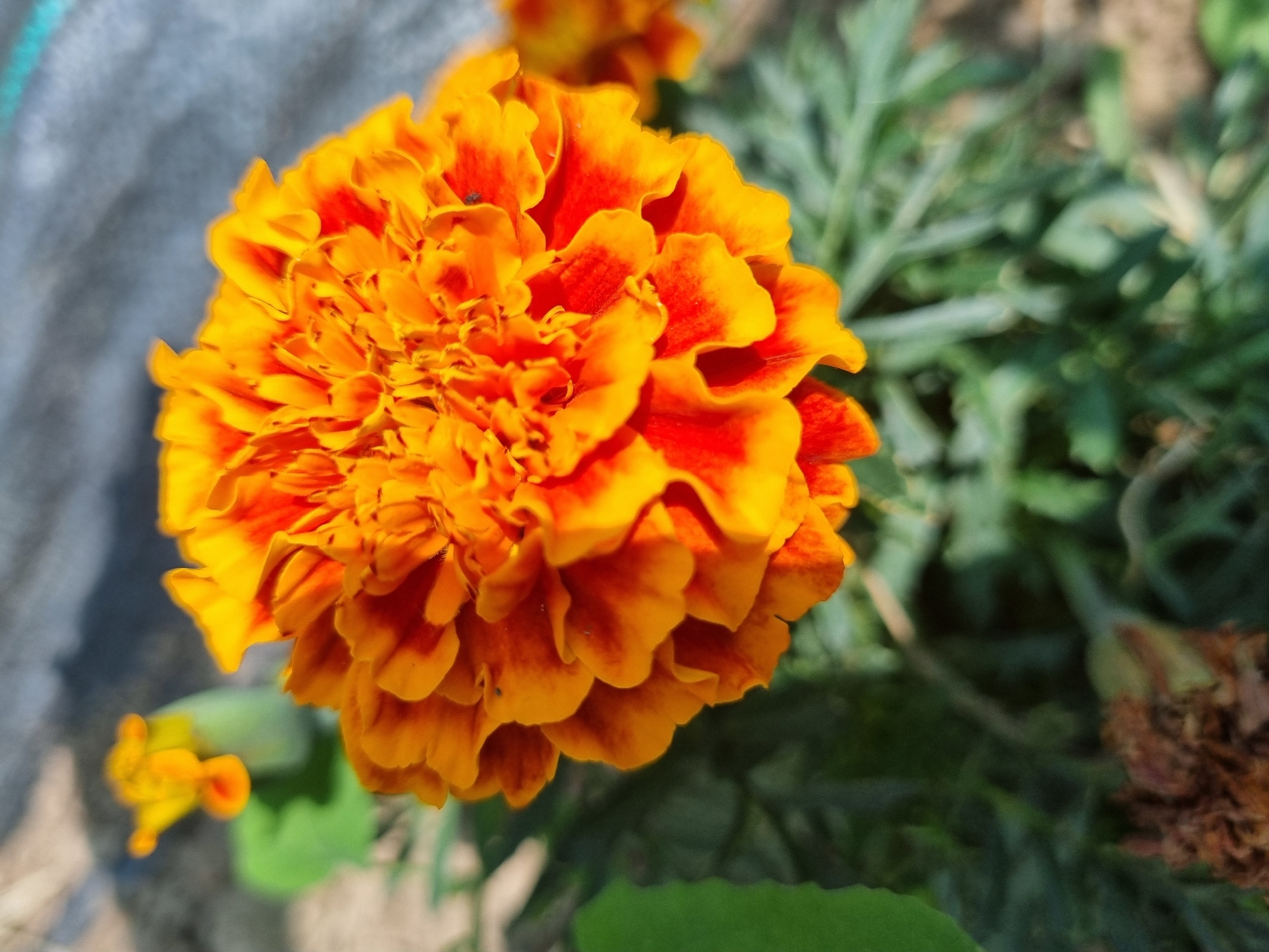 A close-up, high-angle shot captures a vibrant marigold flower in full bloom. The petals are a rich blend of orange and deep red, with ruffled edges and a dense, layered structure. The flower is positioned in the center-right of the frame, with its foliage and a blurred background of green leaves, soil, and a gray textured surface. The lighting suggests it is daytime, casting soft shadows and highlighting the flower's textured surface. No people or specific city landmarks are visible, making it difficult to ascertain the location within Dabravka, Bulgaria, without further context.