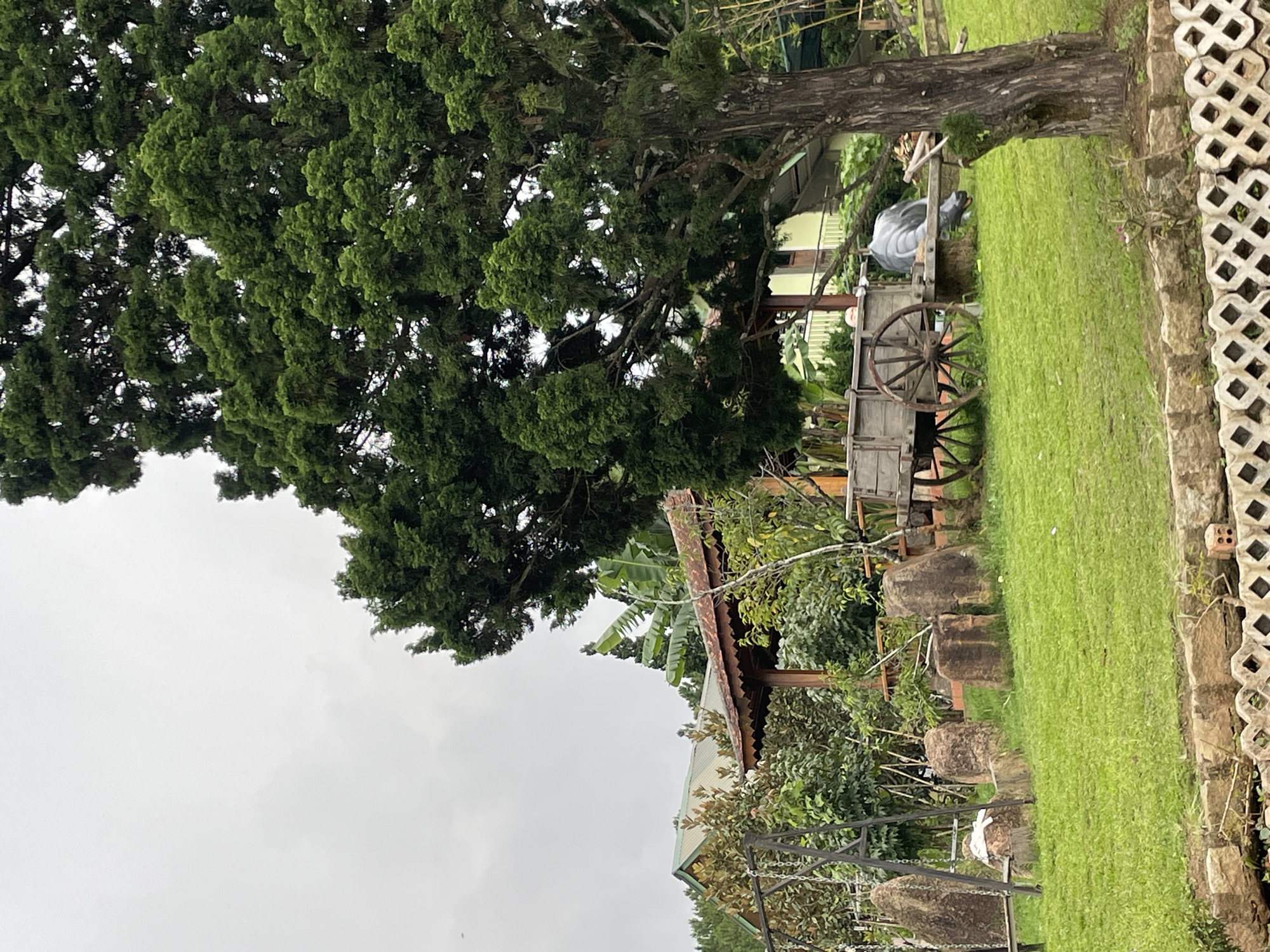 The image depicts an outdoor scene on a cloudy day, likely in Da Lat, Vietnam, characterized by lush green grass, various trees, and architectural elements. In the foreground, a low stone wall with a decorative concrete border runs across the bottom of the frame. A vibrant green lawn extends behind this wall, dotted with several large, rough-hewn stones.
To the left, a metal swing set with chains hangs over the grass, with a white cloth draped over one of the swing seats. Adjacent to the stones, a wooden structure with a reddish-brown, textured roof and intricate trim is visible, partially obscured by foliage.
Dominating the mid-ground and right side of the image is a large, mature tree with a thick, textured trunk and dense, dark green foliage. To the left of this tree, a rustic wooden cart with large spoked wheels is positioned on the grass. A grey, somewhat abstract statue, possibly of an animal, is partially visible inside the cart, and a person in a white shirt is peeking over the side of the cart, looking to the left.
In the background, behind the wooden structure, a building with a sloping, olive-green roof can be seen, nestled amongst trees. Other vegetation, including banana leaves and various other plants, contributes to the verdant atmosphere of the scene. The overcast sky provides a soft, diffused light.