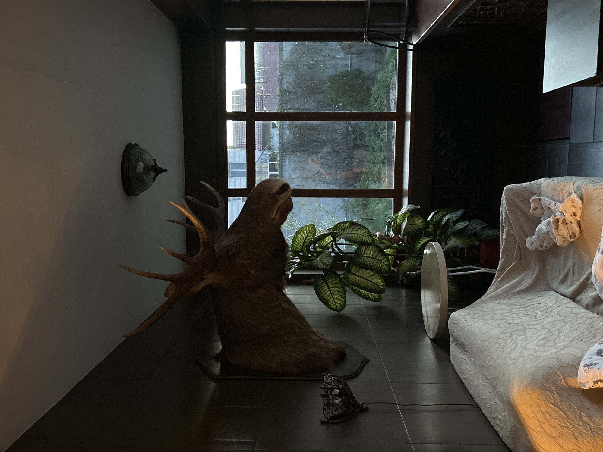 The image depicts an interior scene. A mounted moose head stands on the floor near a window, with antlers prominently displayed. A decorative lamp rests near the moose head. A plant sits in front of the window. To the right, a couch draped with a patterned cover and stuffed animals. A circular object leans against the side of the couch. The lighting is subdued. Buildings are seen through the window. The city of Chaikovsky, Russia is not discernible from the image.