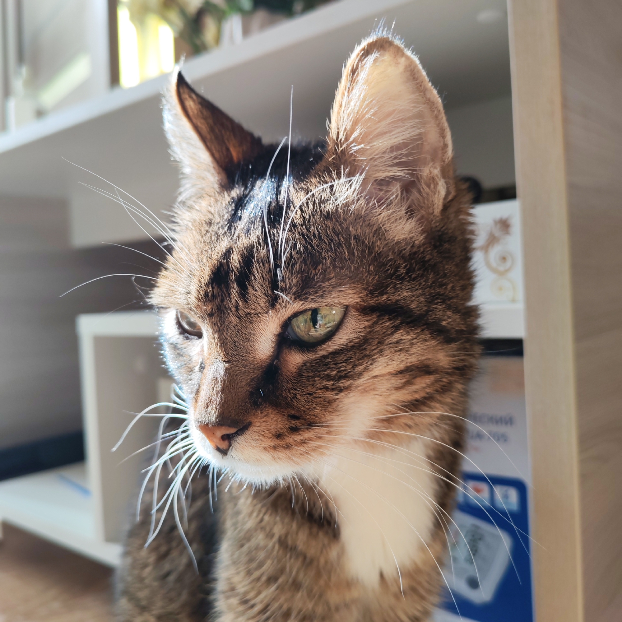 A close-up shot depicts a domestic tabby cat with a white chest patch, seemingly indoors. The cat has striking green eyes and numerous white whiskers. The cat's expression is pensive as it gazes slightly downward and to the left. In the background, a white shelving unit is partially visible, with a package with Russian text. Based on the Russian text in the background, the location may be in the city of Chaikovsky, Russia. The lighting is bright, casting shadows on the cat's face. The image appears to be a candid shot taken indoors.