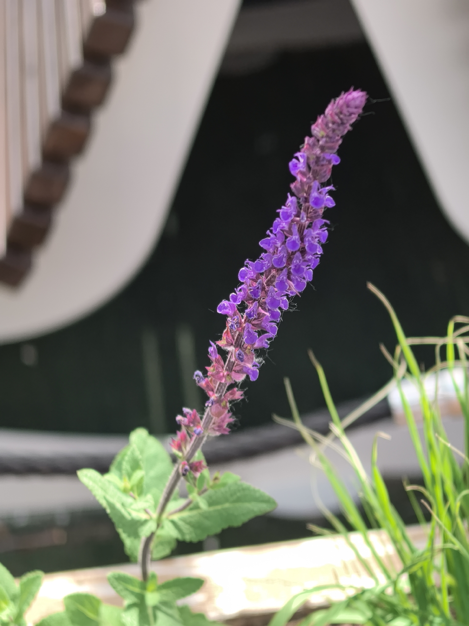 A close-up shot features a purple flower stalk, likely a Salvia species, with green leaves and grass in the foreground. The background reveals architectural elements, including a wooden rail and a white structure with a dark interior. This setting suggests an outdoor garden or landscaping environment. There are no visible people in the image. Specific details of the location within the city of Perm, Russia are not discernible.