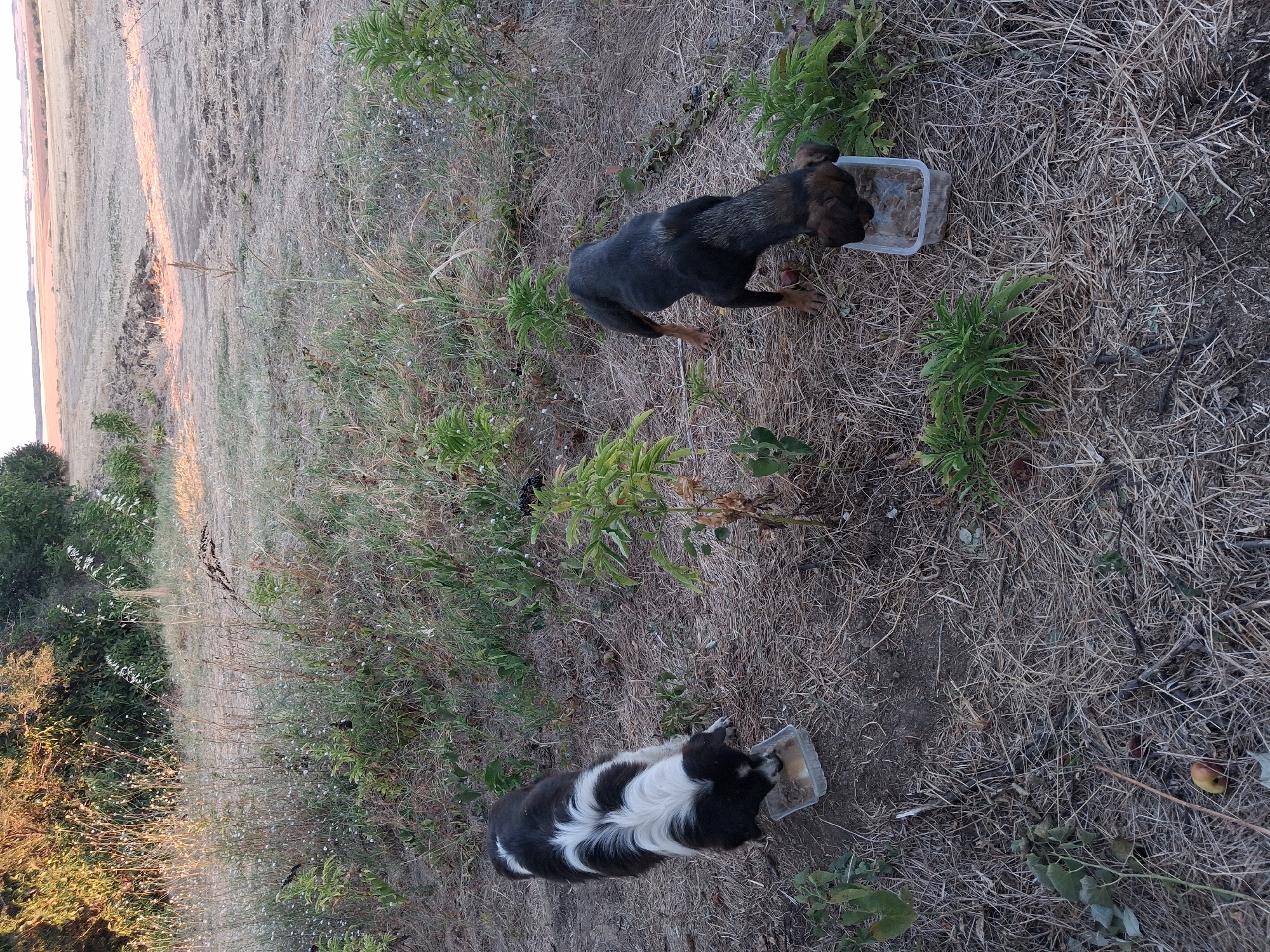 Two dogs, one predominantly black and white with a long coat and the other dark brown with shorter fur, are seen eating from clear plastic food containers on the ground. They are situated in an outdoor environment characterized by dry grass, weeds, and sparse vegetation. In the background, a harvested field with rows of stubble extends towards a hazy horizon. The scene appears to be in Goran, Bulgaria, suggesting a rural or semi-rural setting.