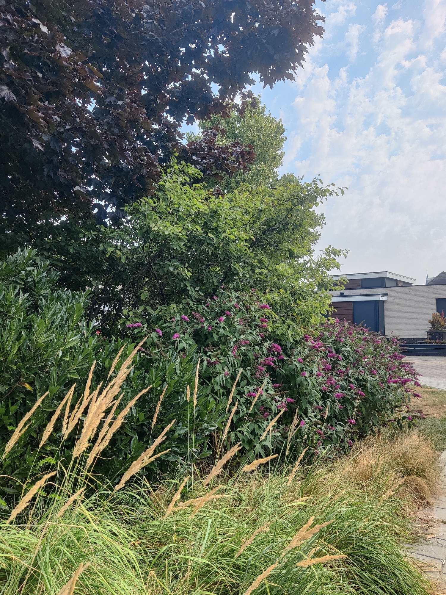 The image depicts a residential yard on a cloudy day, likely in Winterswijk, Netherlands. In the foreground, ornamental grasses with dry seed heads and green blades line a paved walkway. Behind the grasses is a dense hedge with numerous small purple flowers. Further back, a large deciduous tree with dark red leaves is visible, partially obscuring a lighter green tree. In the background, a modern house with white brick and dark wood accents is situated. A glimpse of a steeple is visible to the right of the house, possibly belonging to a church. No people are present in the scene.