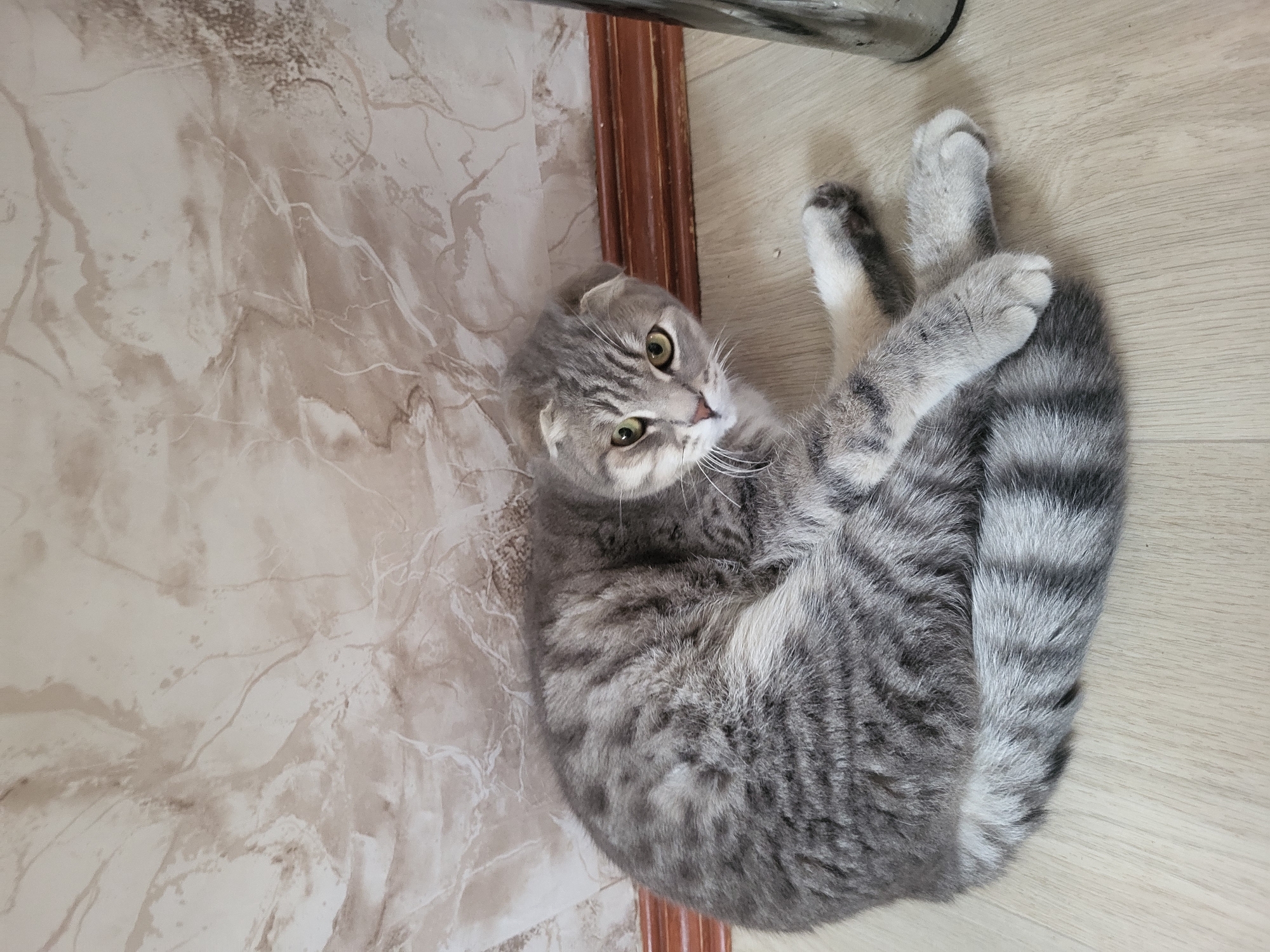 A gray tabby cat with folded ears is lying on its back on a light-colored wooden floor. Its paws are crossed and held close to its tail. The cat is looking up at the camera with wide, green eyes. A patterned wall and part of a dark brown frame are visible on the left side of the image. The location is potentially Зипуново, Russia.