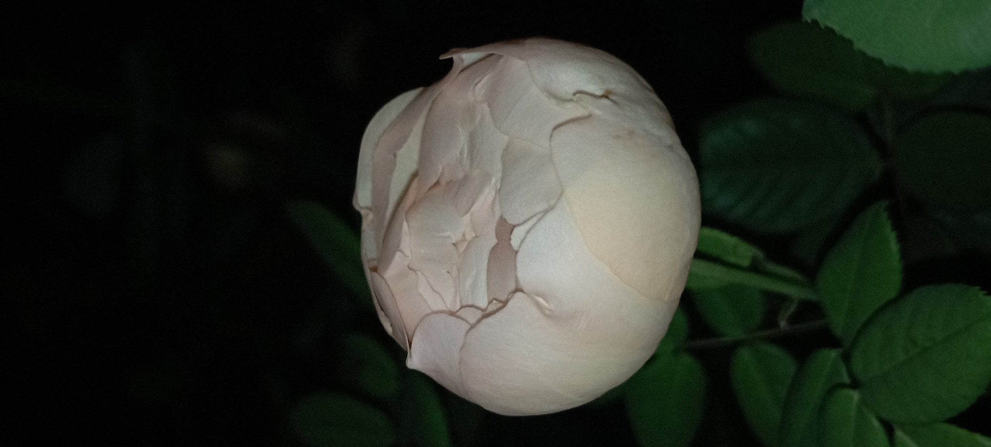 A close-up, vertical shot captures a pale pink rosebud against a dark, out-of-focus background of green foliage. The rosebud is tightly closed, with many layers of delicate petals creating a textured, rounded shape. The lighting is dim, highlighting the soft curves of the petals and casting subtle shadows. The overall impression is one of quiet beauty and natural elegance. The location of this image is Radisne, Ukraine.