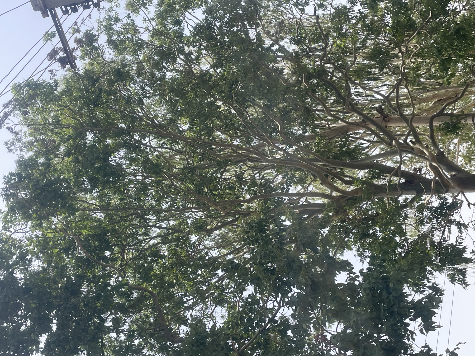 The image shows the view looking up into the canopy of a large tree. The branches are thick and spread out, covered with dense green leaves. Power lines and a utility pole are visible in the top left corner of the image, suggesting an urban or suburban environment. The sky is visible in patches through the leaves, appearing pale blue. Given the prompt's specification of "Gura Top, Nigeria," the environment is likely located within the urban area of Gura Top. There is no evidence of people, actions, or interactions in the image.
