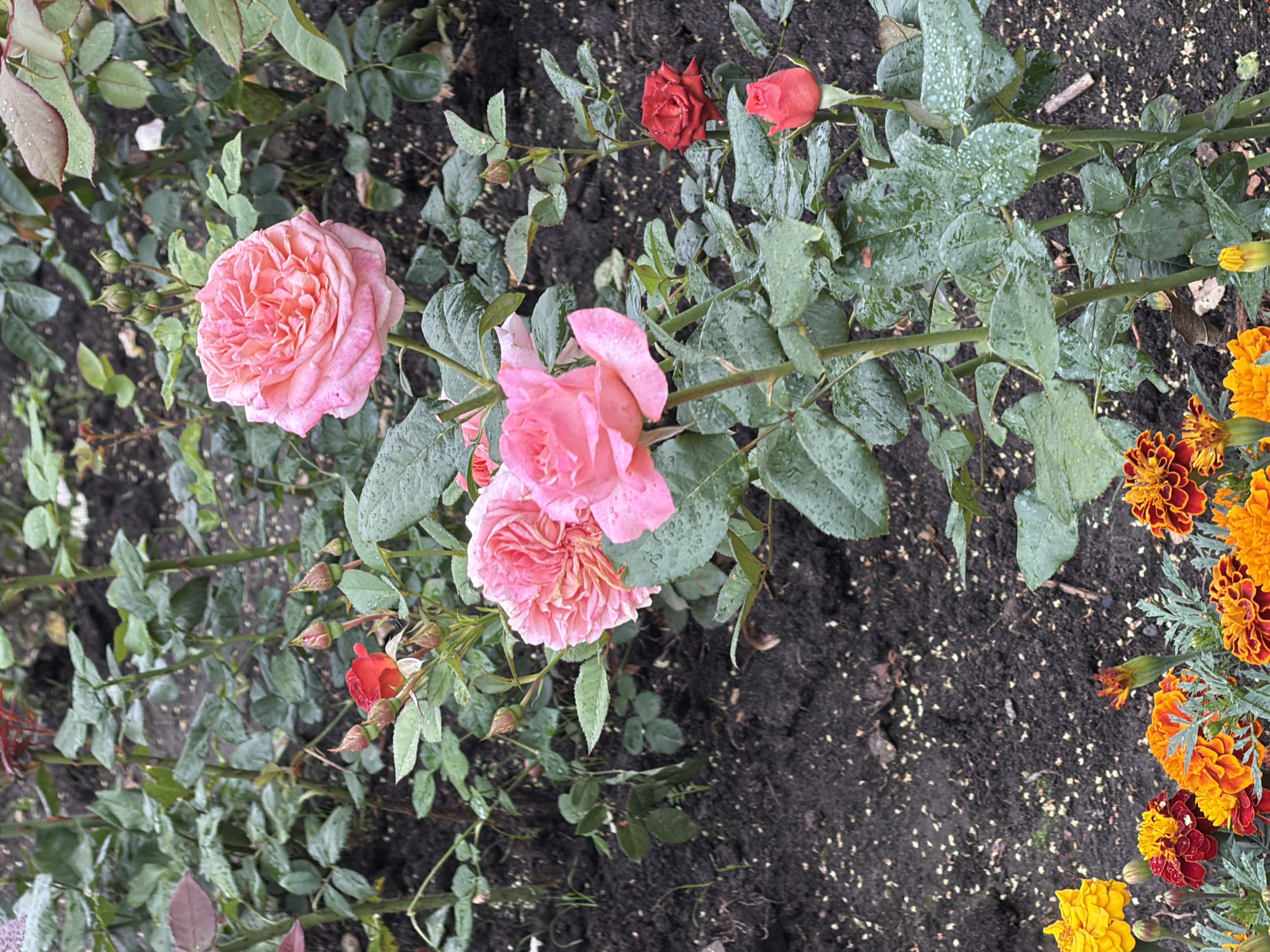The image captures a close-up, eye-level view of a rose garden after a rain. Several roses in various stages of bloom are the primary subjects. A large, full, pink rose is prominent in the upper right quadrant. To its left, another pink rose, also fully bloomed, is visible. Several smaller, pink rose buds are scattered throughout the scene, along with a single, bright red rose bloom in the middle ground and a smaller red bud lower in the frame. Dewdrops are visible on the petals and leaves of the roses, indicating recent rainfall. The roses are surrounded by lush green foliage and dark, damp soil. In the foreground, a cluster of marigolds in yellow, orange, and red tones adds a contrasting element to the rose garden. The background consists of more rose bushes and the dark, rich soil of the garden bed. The overall impression is one of a vibrant, natural setting, possibly a park or private garden in Rusanovo, Russia, enhanced by the fresh moisture from a recent shower. There are no people or animals visible in the image.