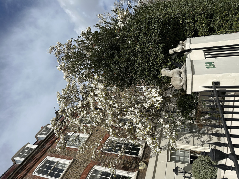 This image depicts the exterior of a residential property located on a street in London, United Kingdom, identified by the address number 164. The multi-story building features a red brick facade with numerous white-framed sash windows across multiple levels. The roofline includes dormer windows. The ground floor presents a lighter-colored stone or stucco finish, with a prominent bay-like window and a wall-mounted black lantern to the left. A security alarm box is visible on the brickwork above the ground floor. In the foreground, a black wrought iron fence with pointed finials runs horizontally. Behind the fence, a white stone gatepost is visible, bearing the green painted numbers "164". This gatepost is topped with a stone sculpture of a reclining animal, resembling a dog or greyhound. A second, smaller, similar sculpture rests on an adjacent structure further right. Two large trees dominate the scene: a mature magnolia tree in full bloom with abundant white flowers, partially obscuring the building's facade, and to its right, a dense evergreen tree with dark green foliage. The scene is illuminated by daylight under a partly cloudy blue sky, with shadows indicating direct sunlight. No people are visible.