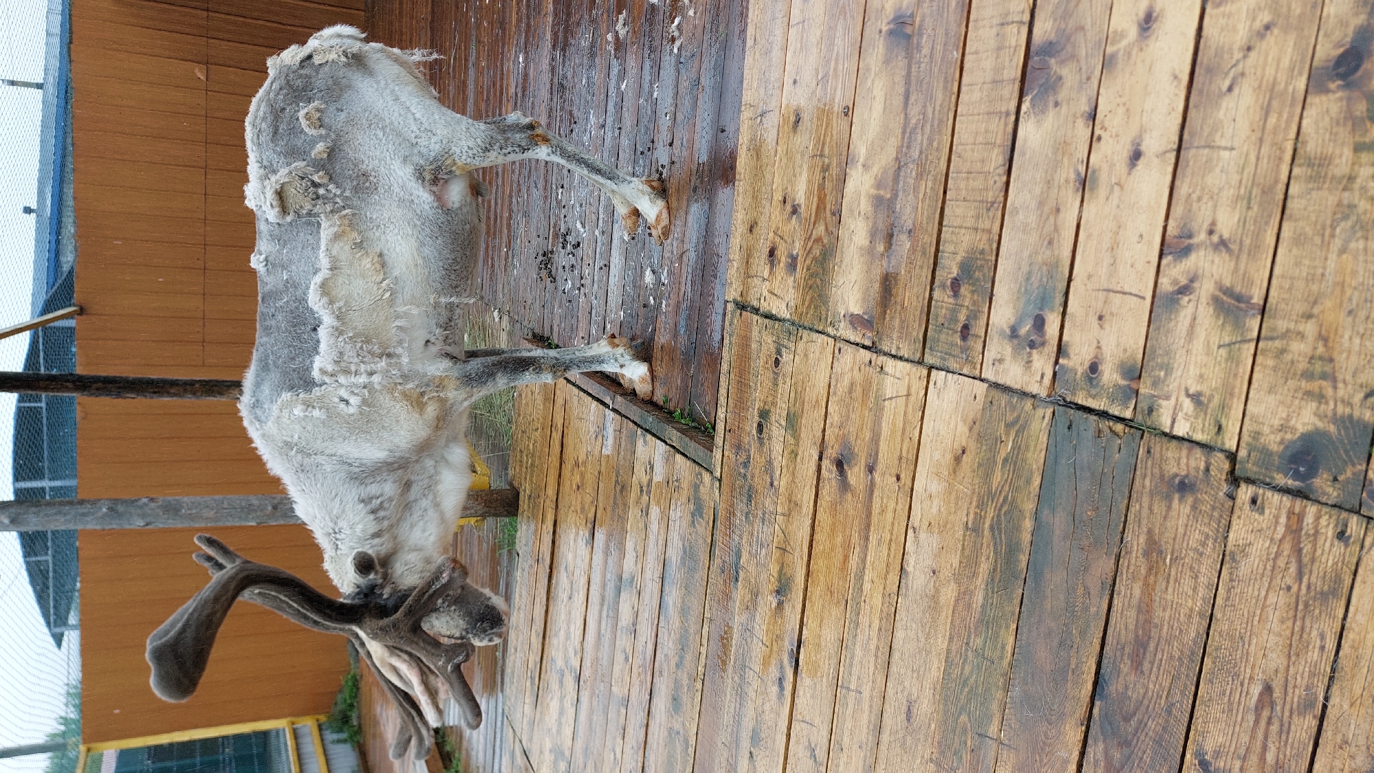 A reindeer with shedding fur stands on a wet wooden platform. The reindeer is positioned facing left, with its head lowered. Its antlers are large and branched, with a grayish-brown color. The animal's fur is patchy, with large sections missing, revealing lighter-colored skin underneath. The wooden platform is made of planks laid horizontally, and it appears to be outdoors, possibly in a zoo or enclosure. In the background, there is a brown wooden fence and a glimpse of a net-covered structure. The ground is wet, suggesting it might have been raining or that the platform has recently been washed. There are also some dark specks, possibly droppings, scattered on the platform.