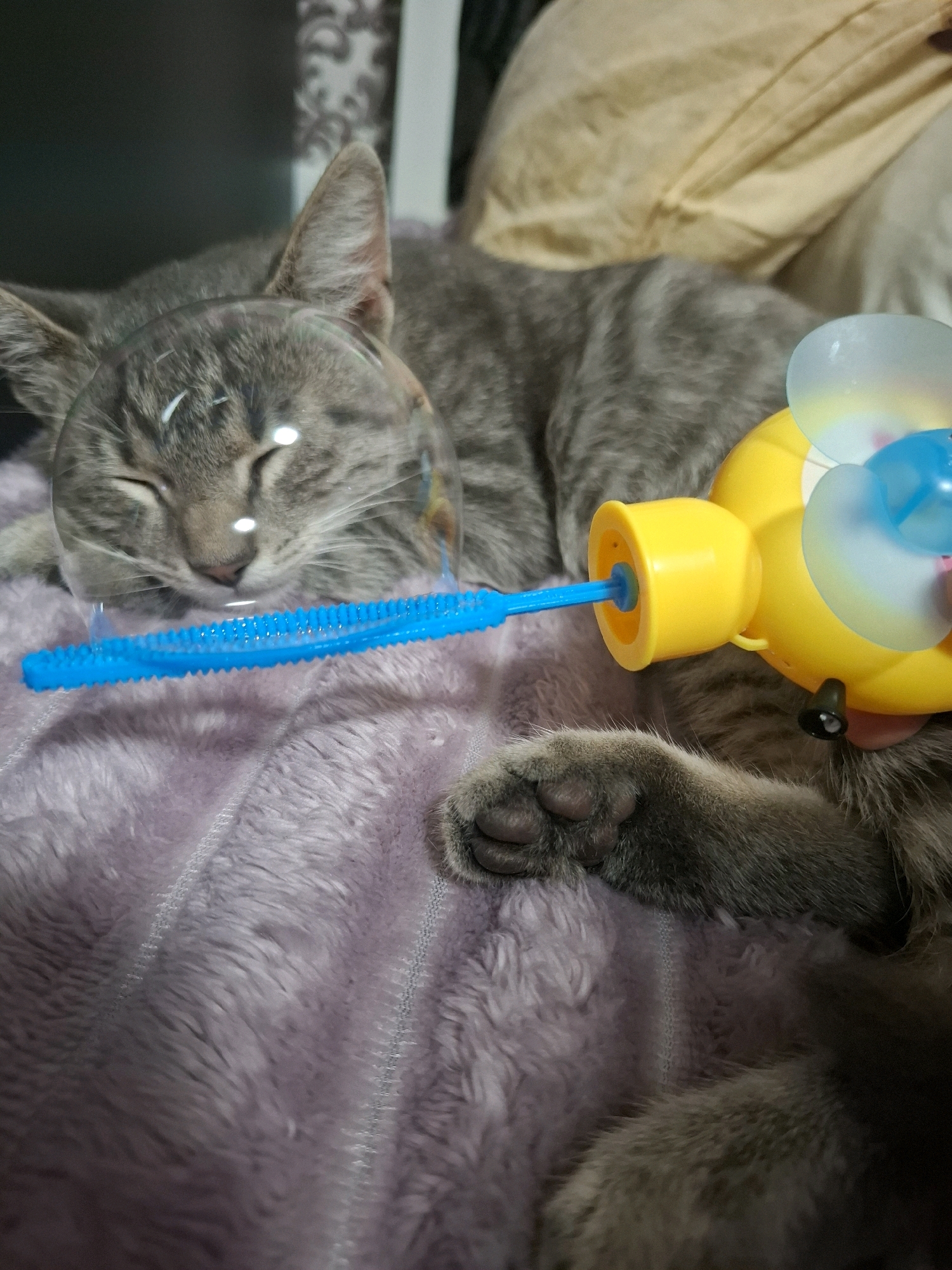A gray tabby cat is sleeping on a soft purple blanket with a bubble wand and a yellow toy fan. The cat's face is partially covered by a large, clear bubble. A blue bubble wand is positioned in front of the cat's nose, with the tip inside a yellow toy shaped like a duck. The toy has blue fan blades and appears to be a bubble machine. The cat's paws are visible, one resting on the blanket and the other slightly raised. The background consists of blurred pillows. The image was taken in Dubăsarii Vechi, Moldova.