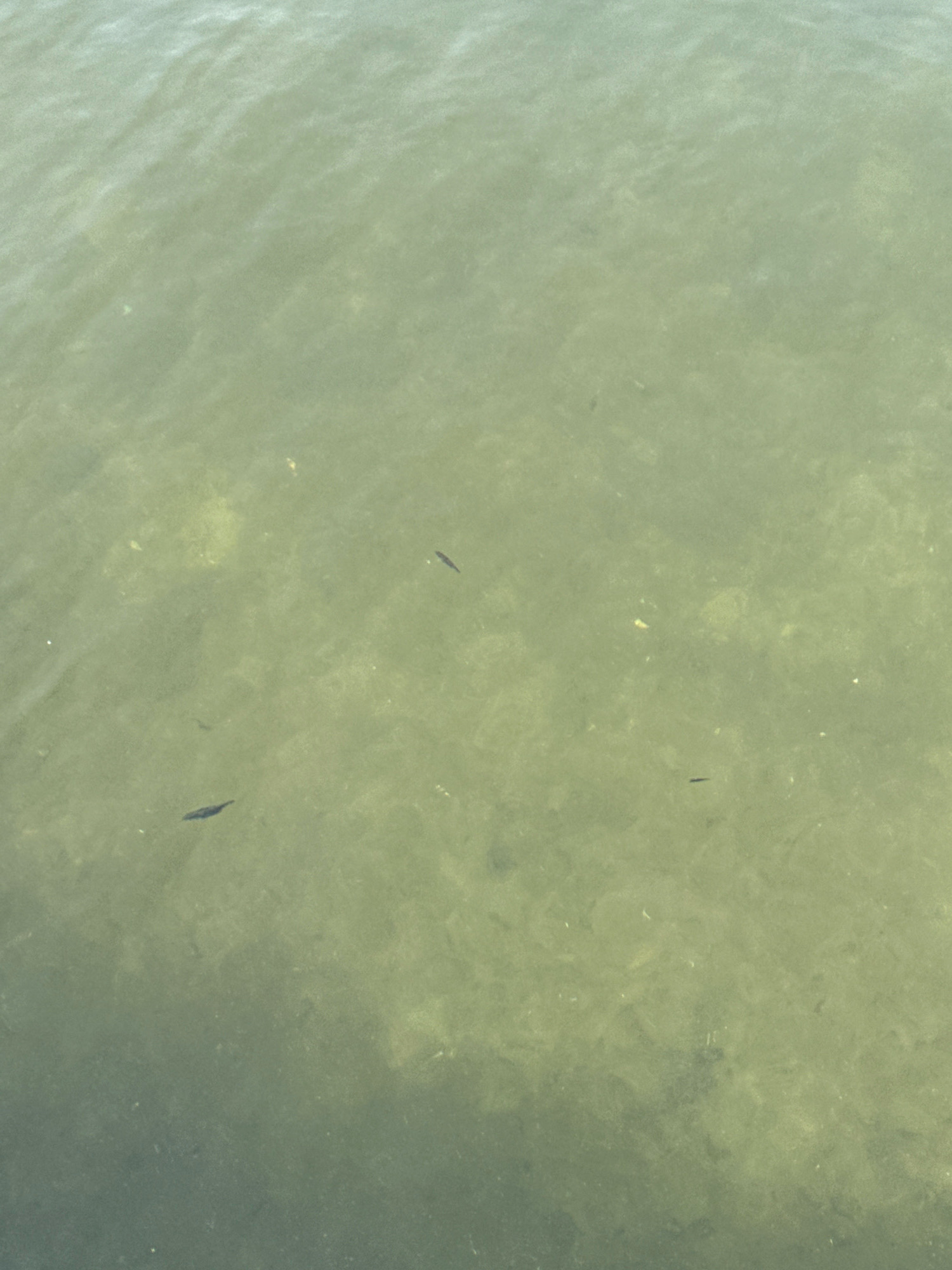 The image shows a top-down view of shallow, murky water. Several small, dark fish are visible swimming in the water. The bottom of the water is indistinct, appearing to be covered in sediment or aquatic plants. The overall color palette is muted greens and browns, with some lighter areas suggesting reflections or clearer patches of water. There are no discernible man-made structures or human activity in the frame. The environment appears to be a natural body of water, possibly a pond or slow-moving stream within a rural or park setting.