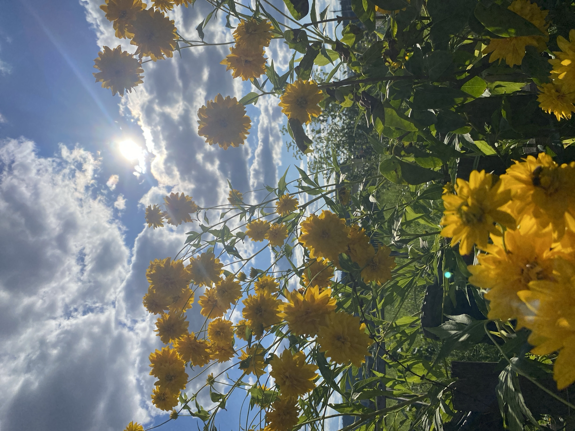 The image depicts a garden scene bathed in sunlight, with a bright blue sky dotted with fluffy white clouds. The foreground is dominated by a cluster of vibrant yellow flowers, possibly Golden Glow or similar varieties, with multiple layers of petals. These flowers are in full bloom and are positioned at various heights, creating a sense of depth. Lush green foliage surrounds the flowers, and a dark wooden fence is visible behind them, suggesting a boundary or garden structure. In the background, trees and greenery are silhouetted against the sky. The sun is shining brightly, casting a lens flare effect and highlighting the textures of the clouds and flowers. The image appears to be taken outdoors in a natural setting, likely a residential garden. The specific location in the city of Абызово, Russia is not discernible from the visual elements of the photograph itself. There are no people or animals present in the image.
