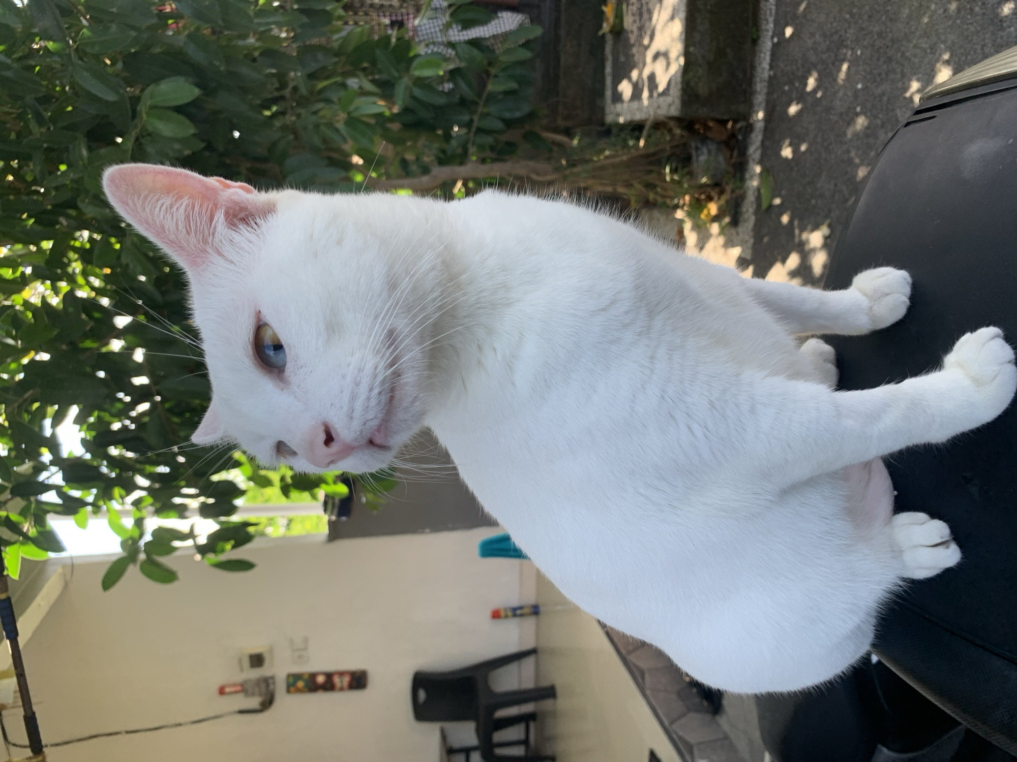 A white cat with heterochromatic eyes, one blue and one brown, sits perched on a dark surface, possibly a motorcycle seat, in an outdoor setting. The cat is facing to the left, with its head turned slightly towards the viewer, and its pink nose and mouth are visible. Behind the cat, a lush green tree with dappled sunlight filtering through its leaves dominates the background. To the left, a light-colored wall with some objects attached, a black chair, and some plastic containers are visible. The ground appears to be paved with some scattered leaves. The overall impression is that of a domestic cat in a relaxed, natural environment, likely a yard or patio area in a residential setting. This scene could be located in Sukawati, Indonesia, given the tropical foliage and outdoor living style often found in the region.