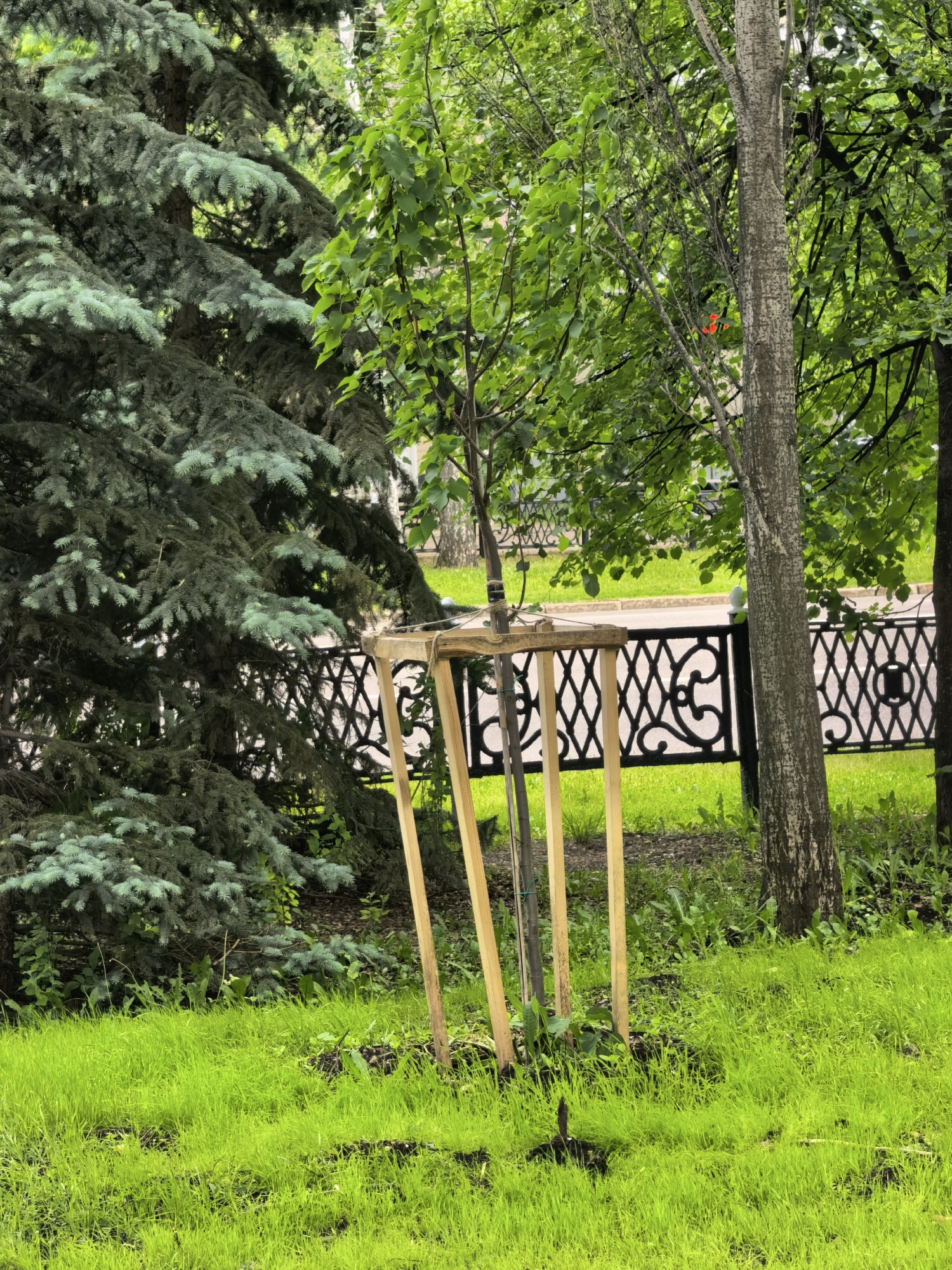 A small tree is supported by a wooden structure made of four vertical posts connected to a horizontal platform. The tree is located in a grassy area near a black metal fence. To the left of the tree is a large coniferous tree with bluish-green needles. Other trees with green leaves are visible in the background. The scene appears to be in a park or urban green space. The location is Sterlitamak, Russia.