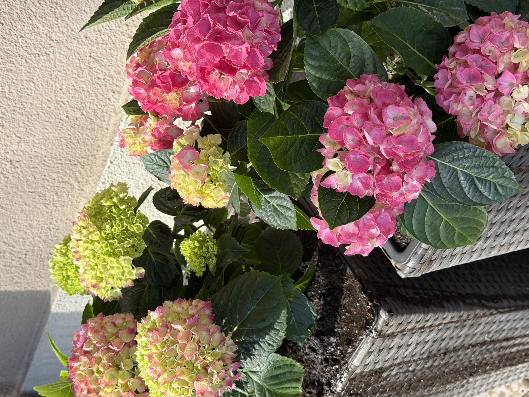A high-angle shot captures a planter brimming with hydrangeas, exhibiting a range of colors from deep pink to pale green. The flowers are set against a backdrop of large, dark green leaves. The planter, constructed from a grey, woven material, sits next to a wall with a rough, beige texture. The scene is bathed in natural light, casting shadows on the wall and planter. The location is presumed to be Dreiliņi, Latvia.