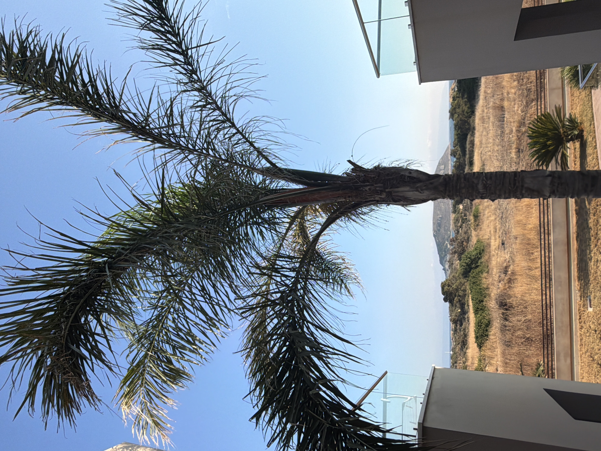 This is a photograph taken from a balcony in Vigkláfia, Greece, looking out towards a landscape dominated by a large palm tree in the foreground. The palm tree's fronds extend across the upper portion of the frame against a clear blue sky. To the left and right of the palm tree, the edges of a modern building with a balcony railing made of glass and metal are visible, suggesting a hotel or residential property.
The middle ground of the image features a dry, grassy field dotted with various types of vegetation, including bushes and smaller palm-like plants. A horizontal line of what appears to be a fence or railing runs through this area. In the distance, a hill or small mountain is visible on the horizon, with a body of water and coastline beyond it. The light suggests it is daytime, likely morning or late afternoon, with the sun casting a gentle light. There are no people or animals visible in the frame. The overall impression is one of a peaceful, sun-drenched coastal environment.