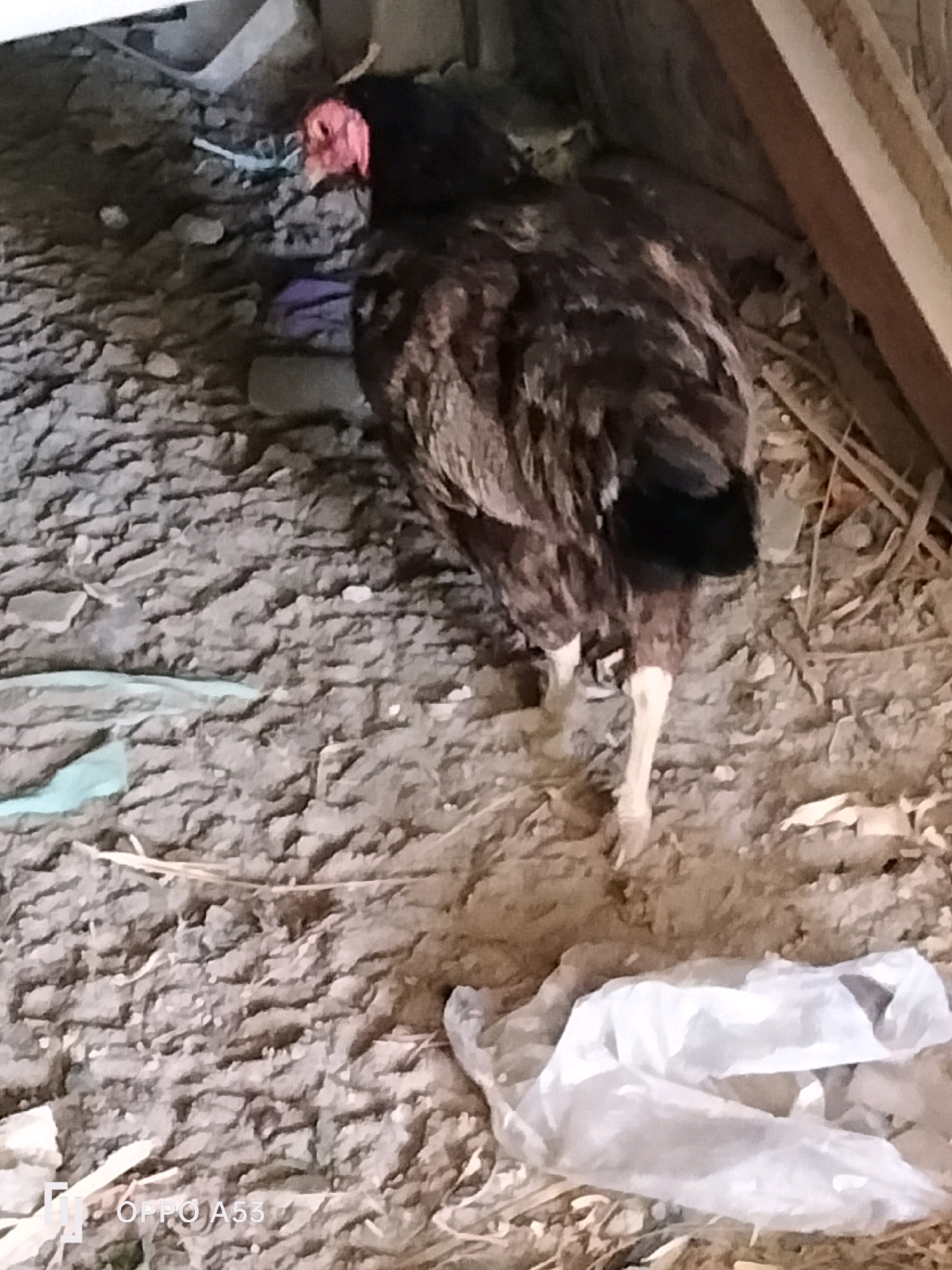 A single chicken stands on a rough, uneven dirt ground. The chicken is predominantly brown with black markings, and its head is a vibrant red. Its legs are a pale color, and it has a black tail feather. Scattered around the chicken are various pieces of debris, including what appears to be some light blue plastic, a purple cloth, and a crumpled white plastic bag. In the background, there are wooden planks and what looks like parts of a simple structure. The ground is textured with small stones and dirt. The overall impression is that of a simple, somewhat unkempt outdoor environment, likely a farmyard or rural area. The timestamp "OPPO A53" is visible in the lower left corner of the image.