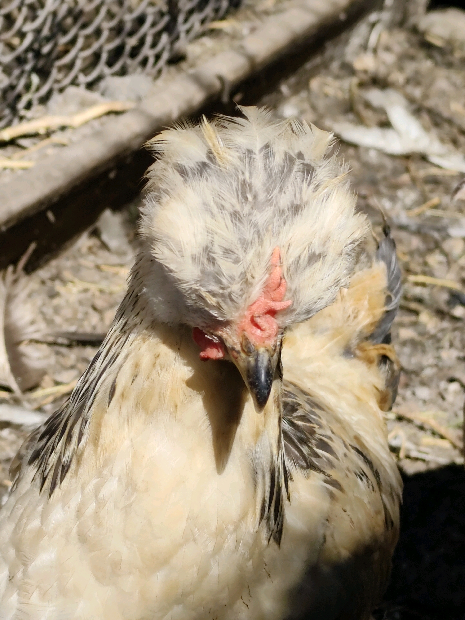 The image shows a close-up of a chicken with fluffy, cream-colored feathers and some darker streaks on its wings. It has a small red comb on its head and a black beak. The chicken is outdoors, with a blurred background of dry ground, straw, and a wire mesh structure. There is no indication of the city of Balqaş, Kazakhstan in the image or its description.