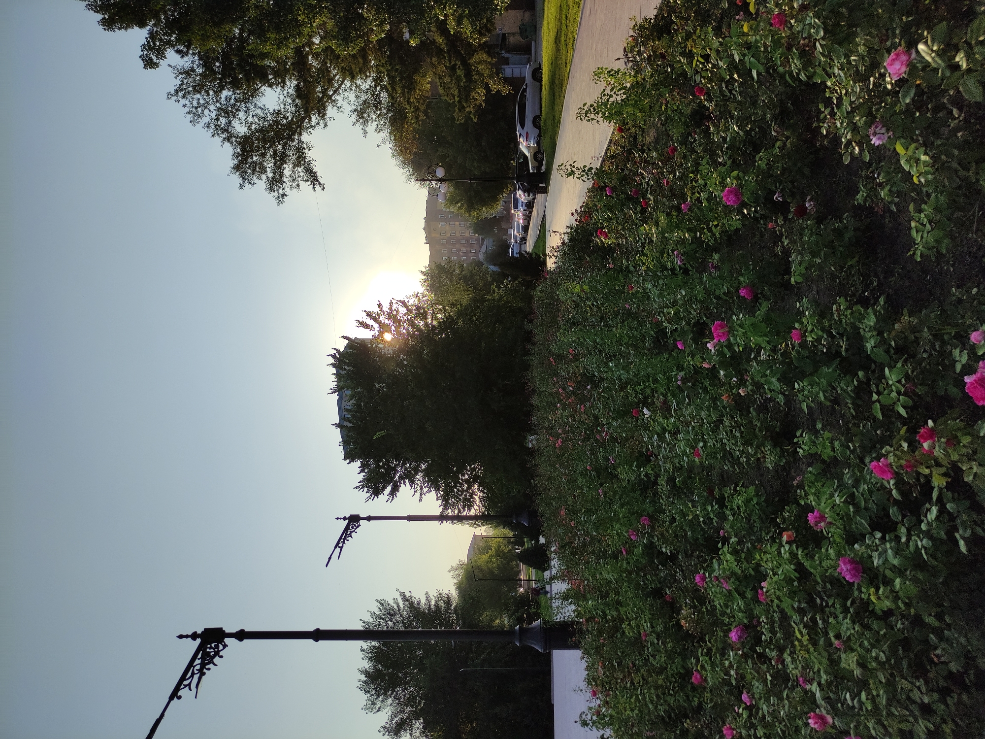 The image depicts a view of a city park in Semey, Kazakhstan, during what appears to be late afternoon or early evening. In the foreground, a vibrant flowerbed is filled with numerous rose bushes, displaying a variety of pink and red blooms. Behind the flowerbed, a paved pathway curves to the right, with parked cars visible along the side of the street.
Several streetlights are present, including a tall, ornate one on the left and another in the middle ground with a double lamp. Trees line the pathway and surround the park area, their leaves casting shadows. In the background, apartment buildings are visible, with the sun setting behind them, creating a soft glow in the sky. The overall scene conveys a sense of urban tranquility and natural beauty within a city setting.