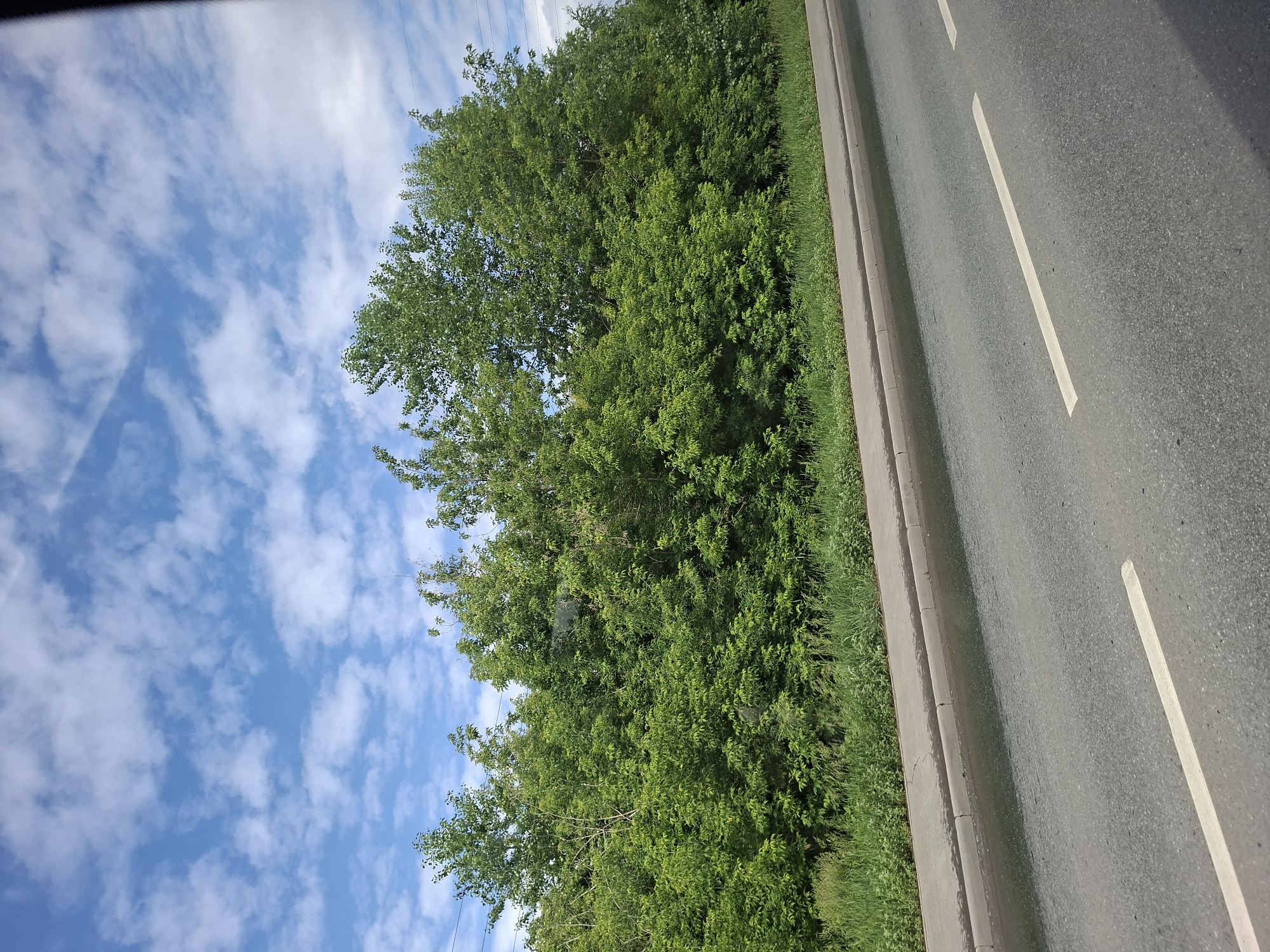 The image depicts a roadside scene with lush green trees and vegetation bordering a wet asphalt road. The sky above is a vibrant blue with scattered white clouds, suggesting a possibly overcast or recently rainy day. A grey concrete sidewalk with a curb separates the road from the vegetation. The road itself has white lane markings. There are no people or animals visible in the image. The overall impression is one of a natural setting adjacent to a man-made road, likely in a suburban or rural area.
