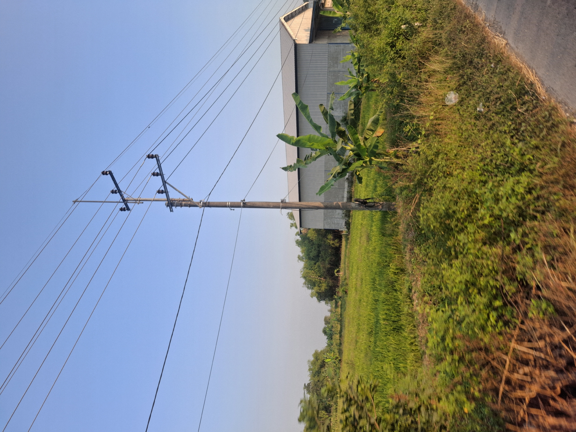The image captures a rural scene in Banjarmadu, Indonesia, likely during the late afternoon, as indicated by the warm lighting and long shadows. A utility pole, part of an overhead power line system, stands prominently in the mid-ground, supporting multiple wires that stretch across the frame against a clear blue sky. To the right of the pole, a large, corrugated metal building with a white roof and a concrete foundation suggests an industrial or storage facility. In front of the building and to the right of the utility pole, a cluster of banana trees with large green leaves are visible, interspersed with dense green foliage and dry grass. The left and foreground are dominated by a blurry expanse of green vegetation, suggesting a field or roadside, with hints of dried brown grasses and brush. The overall impression is one of agricultural and light industrial activity coexisting within a natural environment.