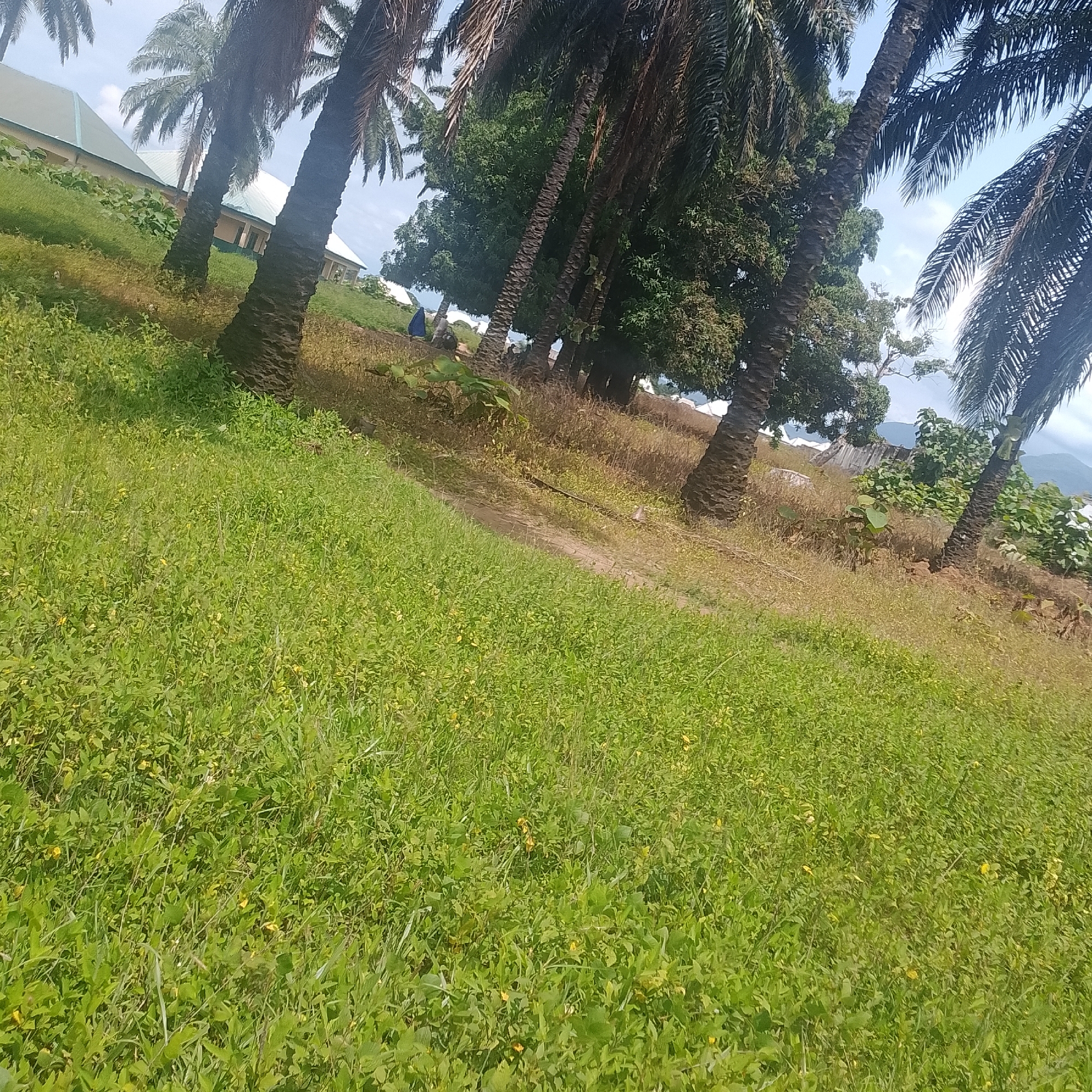 In the foreground of the image, a lush field of green grass is visible, with scattered small yellow flowers. Palm trees line the background, their fronds casting shadows on the ground. Behind the palm trees, a building with a light green roof and pale yellow walls can be seen. The sky is a pale blue with some scattered white clouds. The overall scene suggests a natural outdoor setting, possibly in a tropical or subtropical region, with a building hinting at nearby human habitation or activity. The image appears to be taken from a slightly elevated vantage point, looking down onto the grassy field.
