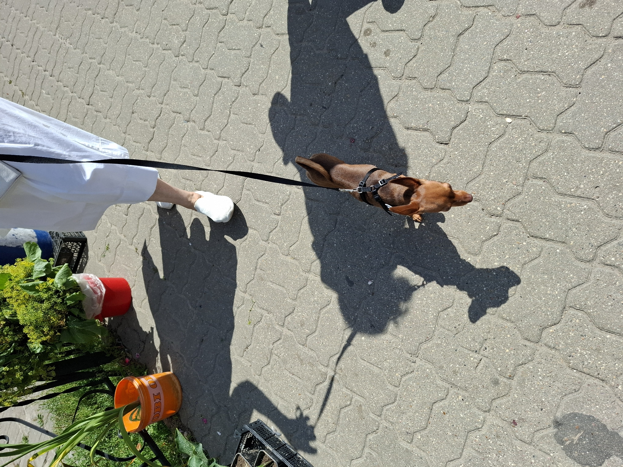 An overhead shot shows a brown miniature pinscher on a leash, walking on a paved sidewalk. The dog is wearing a black harness and is looking down. A person's legs, wearing white sneakers and a white dress, are visible to the left of the dog, holding the leash. Shadows of the dog and person are cast on the sidewalk. In the background, there are plants in pots and a black crate. The scene is outdoors on a sunny day.