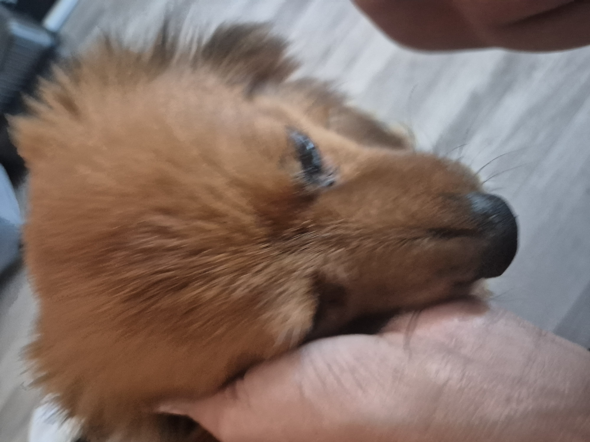 A close-up, blurred, indoor shot shows a person's hand gently stroking the head of a dog. The dog has reddish-brown fur with some dark markings around its eye, which appears to be partially closed. The background is out of focus and appears to be a floor with a wood grain pattern. The lighting is dim.