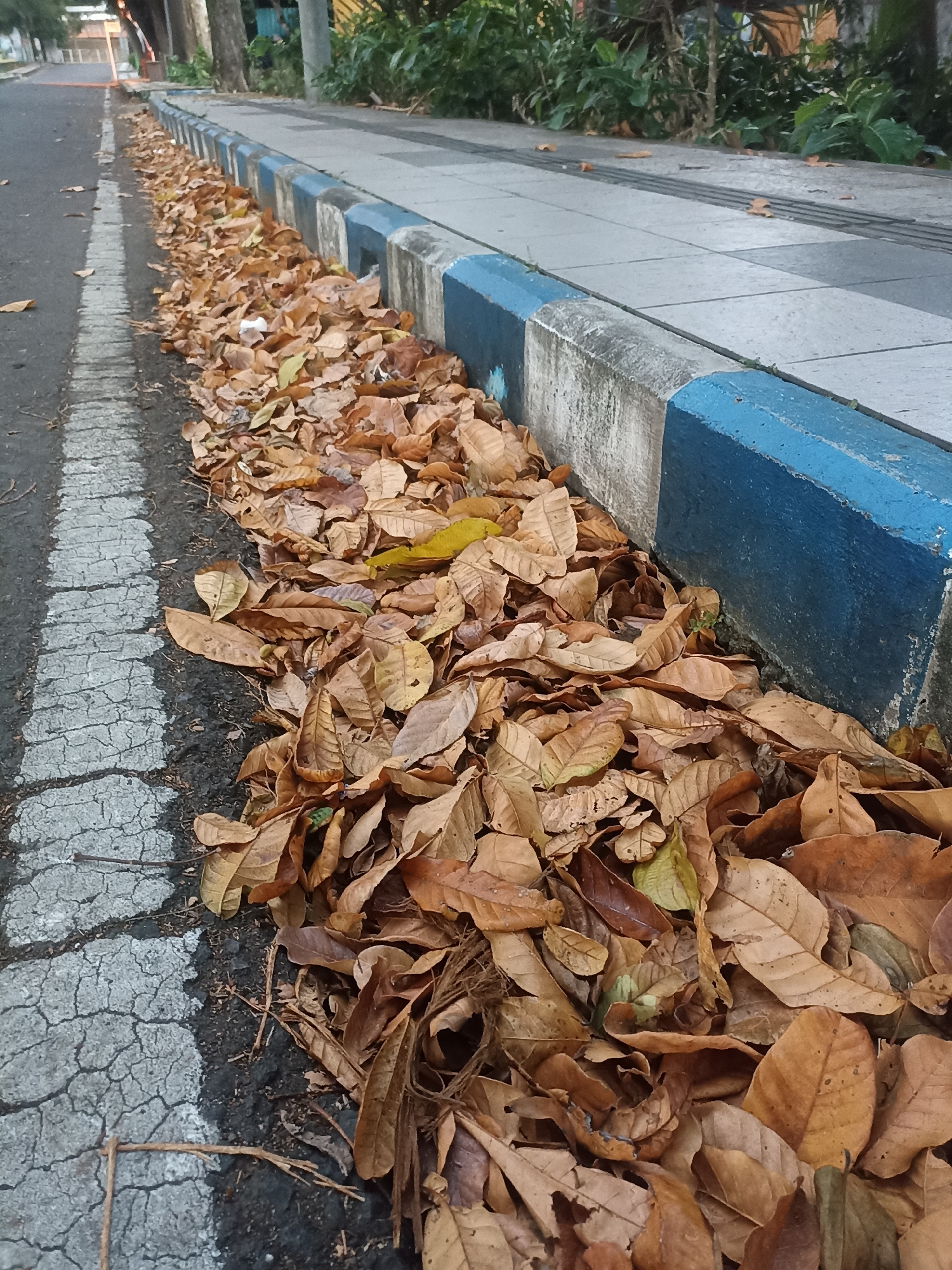 A low-angle, eye-level, medium shot captures a sidewalk curb covered in dry, fallen leaves. The curb is painted blue and white. The sidewalk, made of square concrete tiles, is to the right of the curb, and a cracked asphalt road with a white painted line is to the left. The scene appears to be located along a street in Mojopanggung, Indonesia, as indicated by the overall urban street setting and foliage. No people are visible in the image.