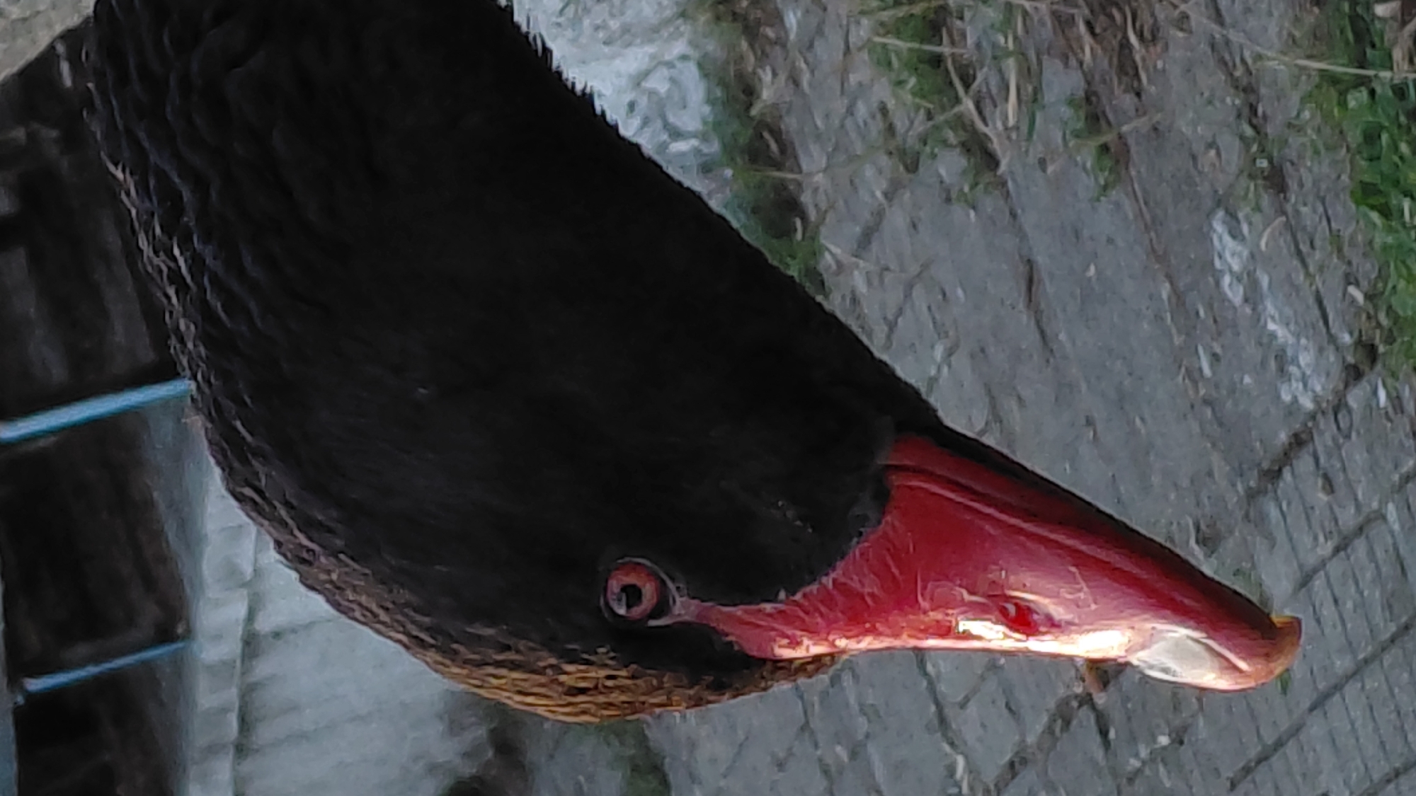 A close-up, slightly canted, outdoor photograph depicts the head and neck of a black swan. The swan's plumage is black with intricate detail visible in the feathers. Its beak is a vivid red color with a pale tip. The eye, located near the base of the beak, is small and dark. The background is a mix of grey and green, suggesting pavement and vegetation. The location is Unknown, Unknown.