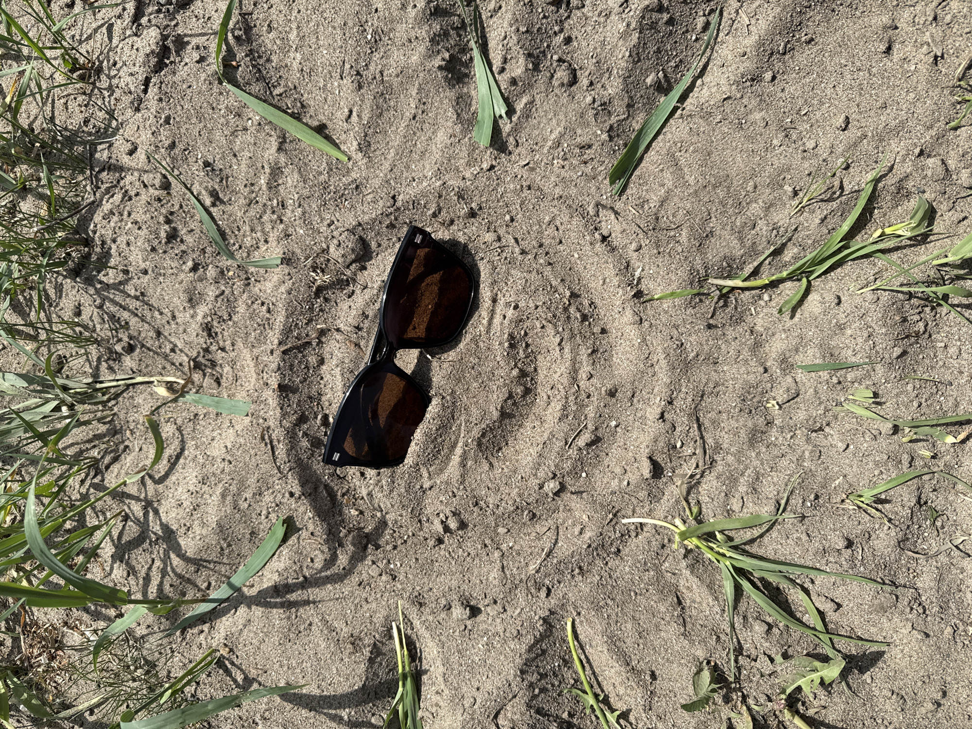 The image shows a pair of black-framed sunglasses lying on sandy soil. The soil appears slightly disturbed, with a circular indentation surrounding the glasses, suggesting something was previously there or that they were placed intentionally. Several blades of green grass are scattered around the sunglasses, some partially embedded in the sand. The scene is illuminated by sunlight. No people are visible in the frame. No context to support that this photo was taken in the city of Chaikovsky, Russia.