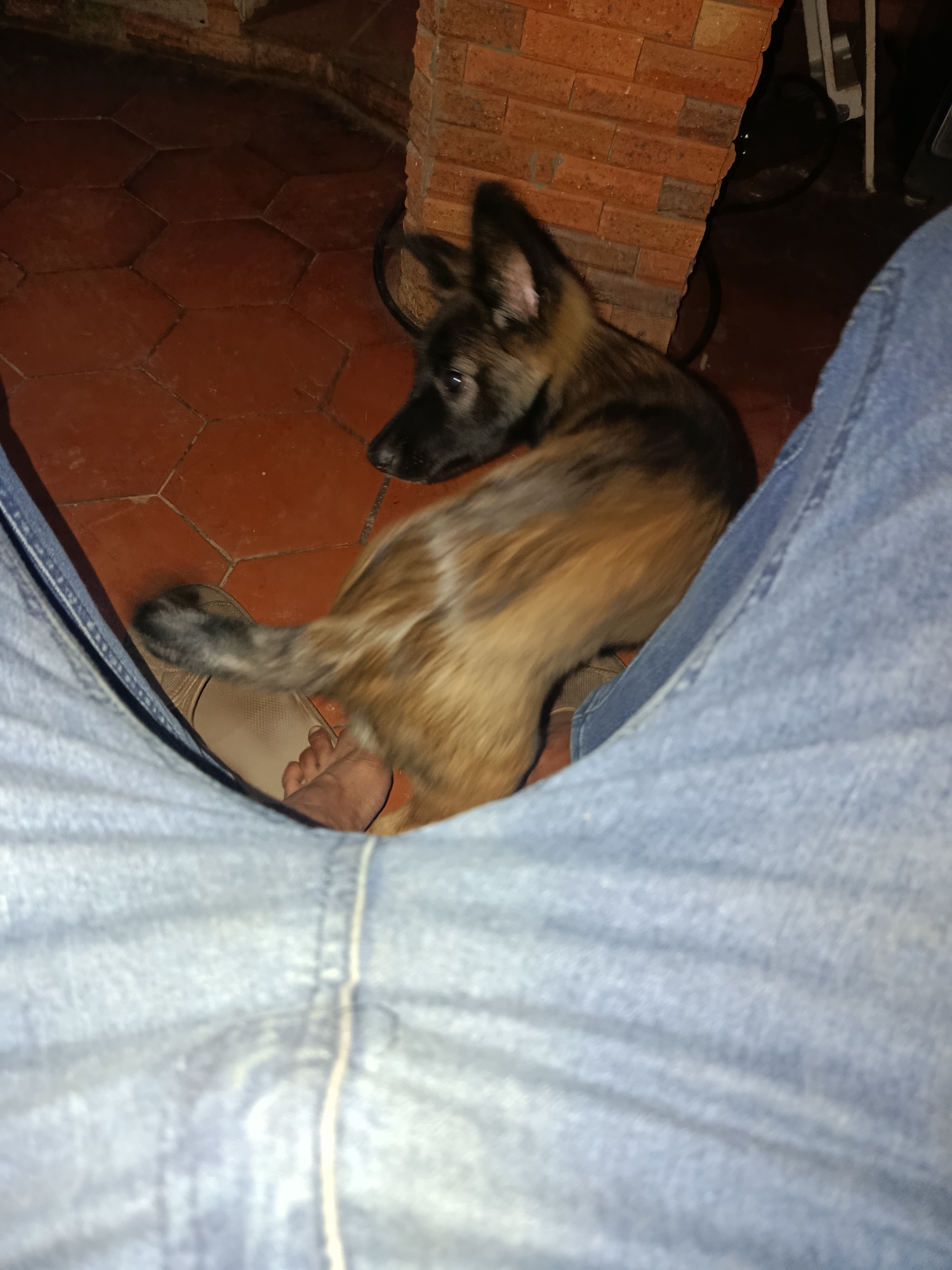 The image shows a low-angle perspective of a dog, likely a Belgian Malinois puppy, with brown and black fur. The dog is looking away from the camera, towards the left, with its ears perked up. Its body is angled, with its hindquarters closest to the viewer. A person's legs, clad in blue denim jeans, are prominently featured in the foreground, partially obscuring the dog. One of the person's bare feet is visible between the dog's hind legs and a light-colored sandal. The floor is covered with hexagonal terracotta tiles, and a brick wall is visible in the background, suggesting an outdoor or semi-outdoor setting. The lighting appears dim, possibly indicating evening or nighttime. The location is specified as Juan Griego, Venezuela, suggesting a domestic or patio environment within that city.
