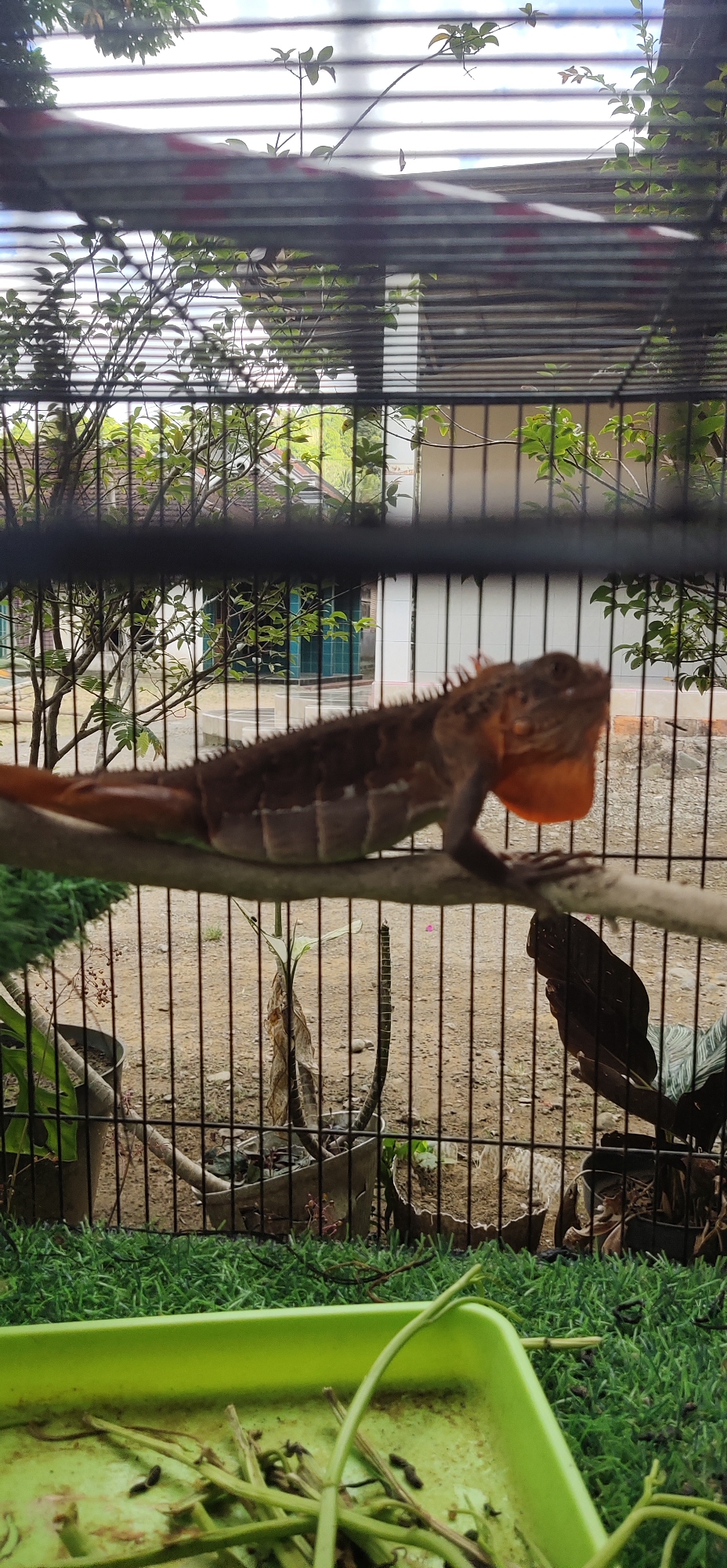 An orange-throated lizard with spiky scales is perched on a branch inside a cage. The lizard is brown with a lighter underside and has a prominent orange dewlap. It is positioned horizontally, facing right. The cage bars are visible in the foreground and background. Behind the cage, there is a yard with dirt ground, several potted plants, and trees. In the distance, there are some buildings with white walls and tiled roofs. The sky is visible above the buildings, appearing partly cloudy. In the foreground, below the cage, a bright green plastic tray contains some green plant stems and dark debris. The overall scene suggests an outdoor enclosure for the lizard, possibly in a residential area. The location is stated as Tasikmadu, Indonesia.