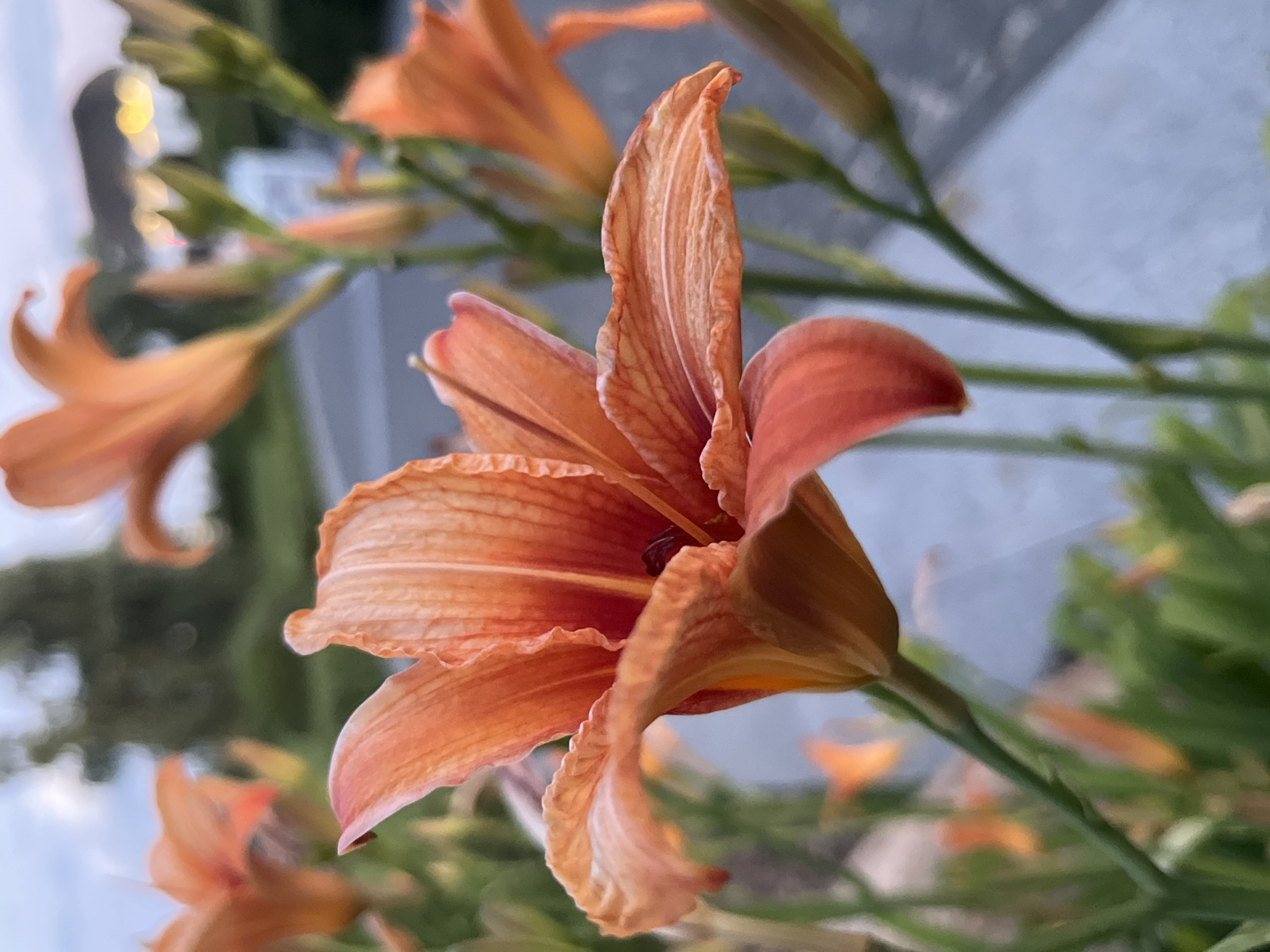 A close-up, shallow depth-of-field photograph captures a vibrant orange lily in bloom. The lily's petals are textured with delicate veins and ruffled edges, and its center reveals a dark stamen. Several other lilies, both in bloom and as buds, are visible in the background, also in shades of orange. The flowers are set against a backdrop of soft green foliage and a blurred, pale blue sky with hints of distant lights, suggesting an urban or suburban environment. The image does not contain any people, and there is no indication of the city of Dnipro, Ukraine. The scene is static, focusing solely on the botanical subject.