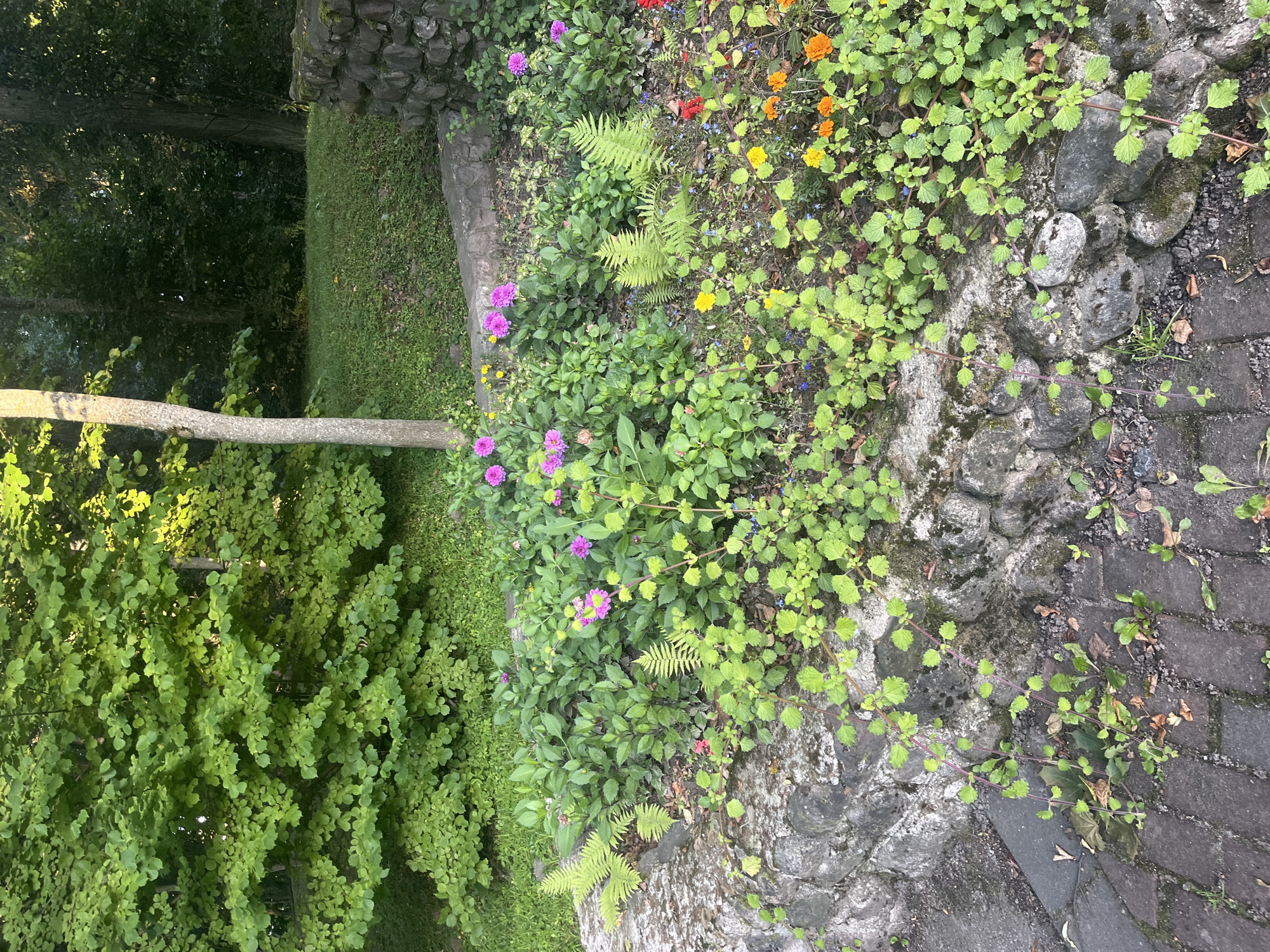 The image depicts a raised flower bed constructed from rough-hewn stones, bordering a paved walkway. The flower bed is densely planted with a variety of green foliage, including ferns and low-growing plants, interspersed with colorful flowers such as pink dahlias, yellow marigolds, and orange and red zinnias. The surrounding environment features lush green trees and grass, indicating a natural or park-like setting. The lighting suggests it is daytime, possibly late afternoon, with sunlight filtering through the leaves of the trees. The scene appears to be in Lahojsk, Belarus, given the context of the prompt, and shows a well-maintained garden area. There are no people or animals visible in the image.
