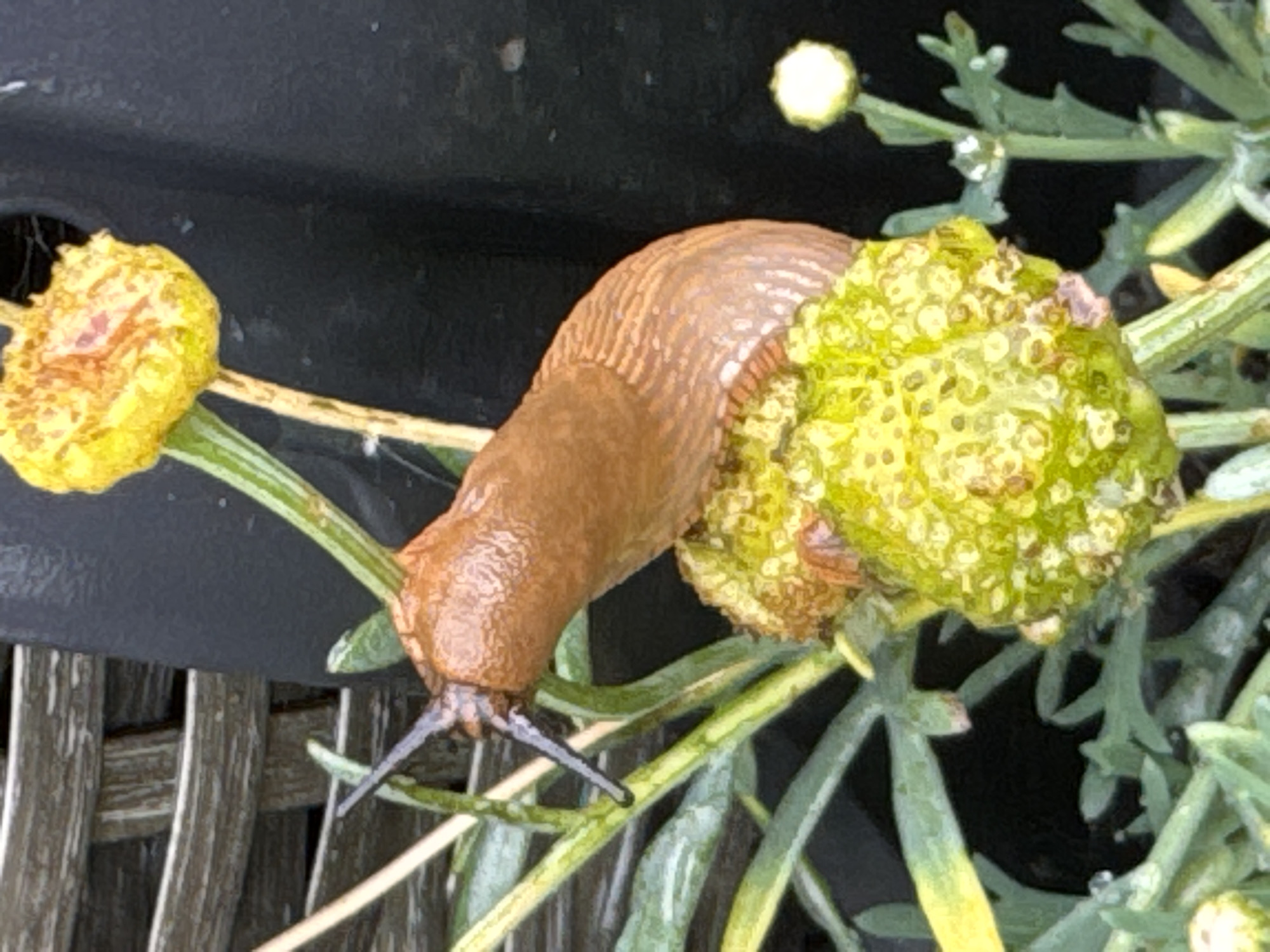 A brown slug is positioned on a green bud of a plant. The slug is elongated with visible tentacles at its head. The plant has thin green leaves and a yellow flower is visible in the upper right corner. The background is dark and appears to be a textured surface, possibly a woven material and a dark container. The scene is outdoors, with water droplets visible on the leaves and bud.