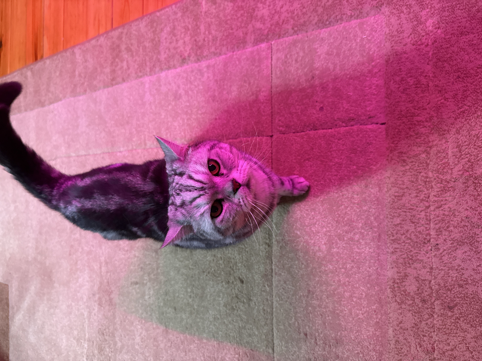 A medium shot shows a silver tabby cat with distinct black stripes standing on a light-colored carpet. The cat is facing the camera, with its head tilted slightly. Its eyes are open and appear to be amber in color. The cat's ears are pointed, and its whiskers are long and white. The cat's tail is raised and curves over its back. A strong pink light illuminates the cat and casts a shadow on the carpet to its right. A portion of the background on the right side of the image shows a wooden floor with orange lighting. The image does not contain any people. The scene appears to be indoors, possibly in a home. There is no information available about the specific location in the city of Кукуи, Russia.